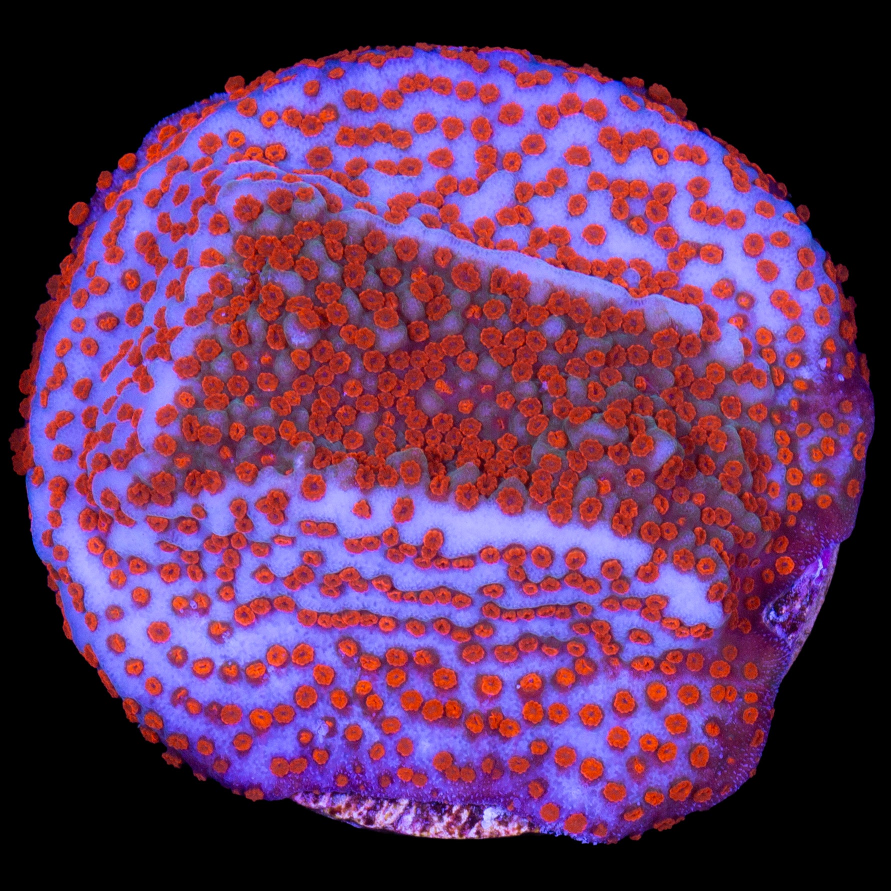 Vivid's Superman Montipora