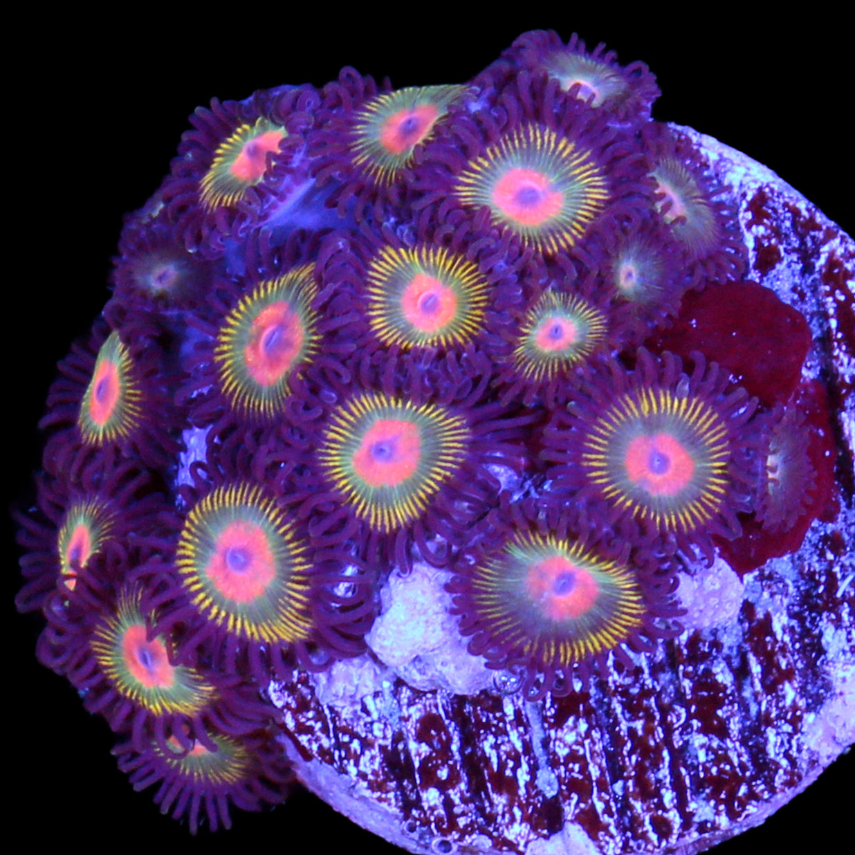 Vivid's Gorilla Nipple Zoanthids