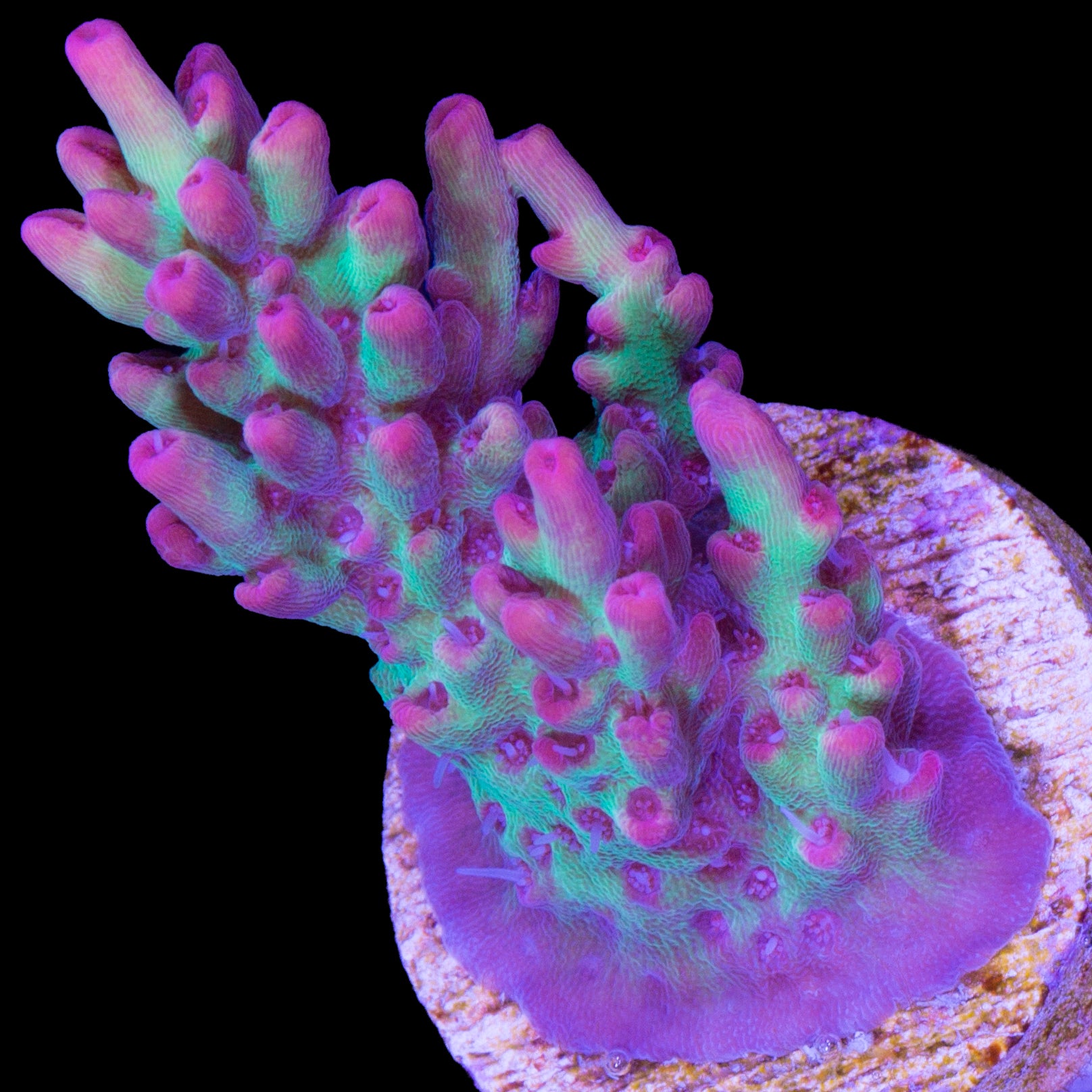 Strawberry Shortcake Acropora Coral