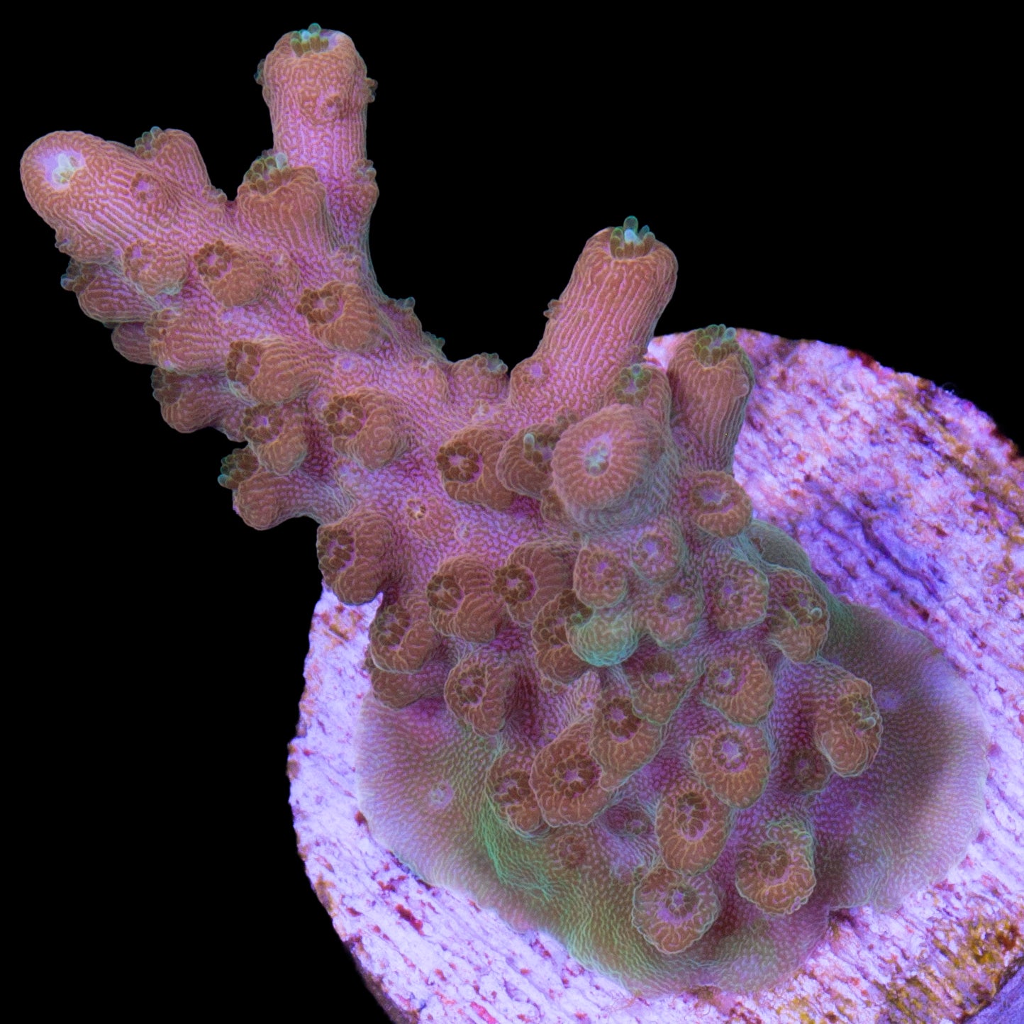 TGC Orange Creamsicle Acropora Coral