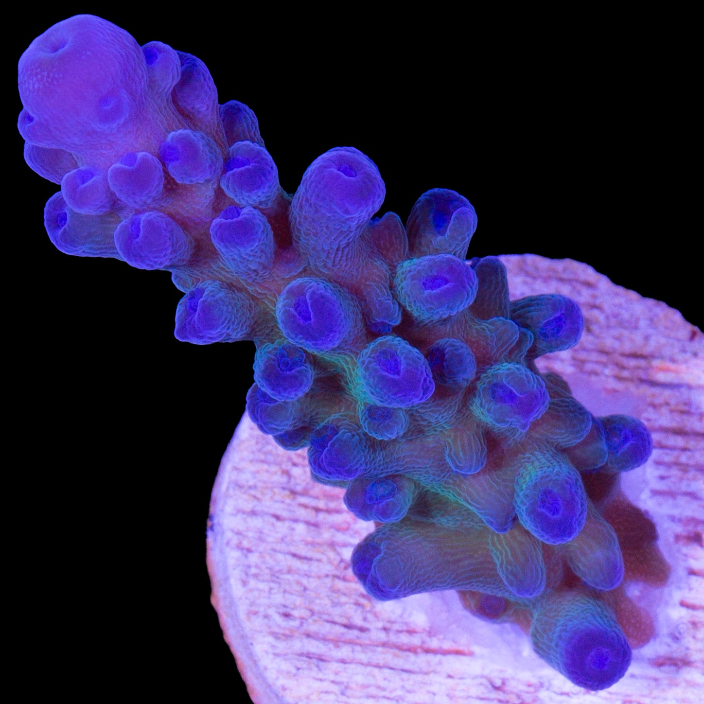 Blue Green Tort Acropora Coral
