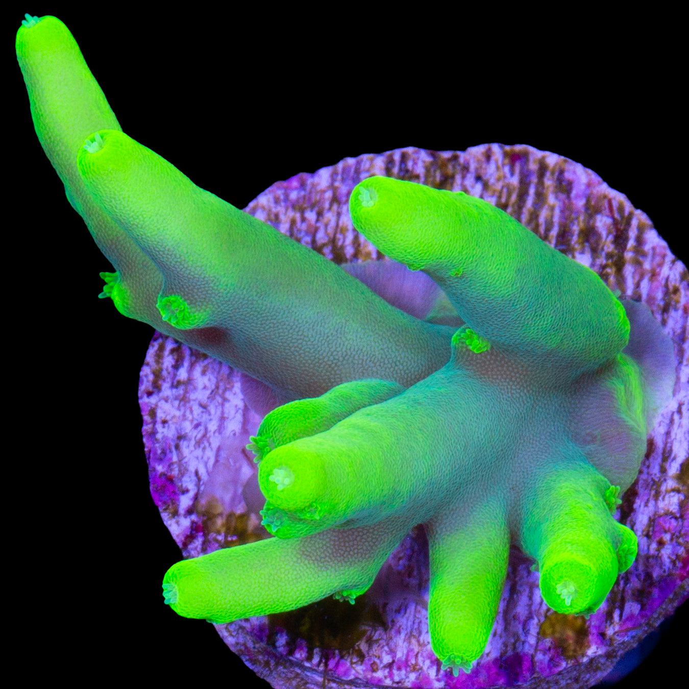 Glowstick Acropora Caroliniana Acropora Coral