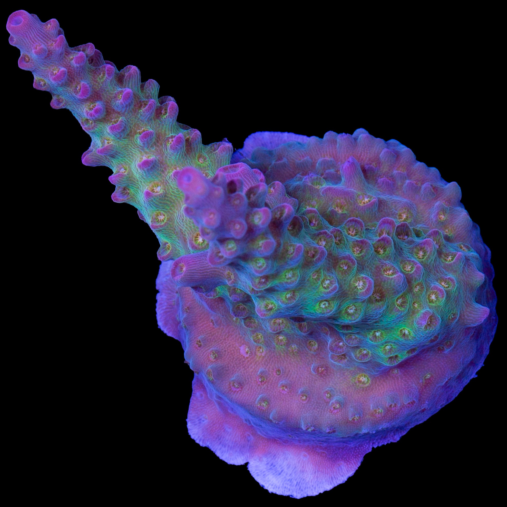 Crown Royal Acropora Coral