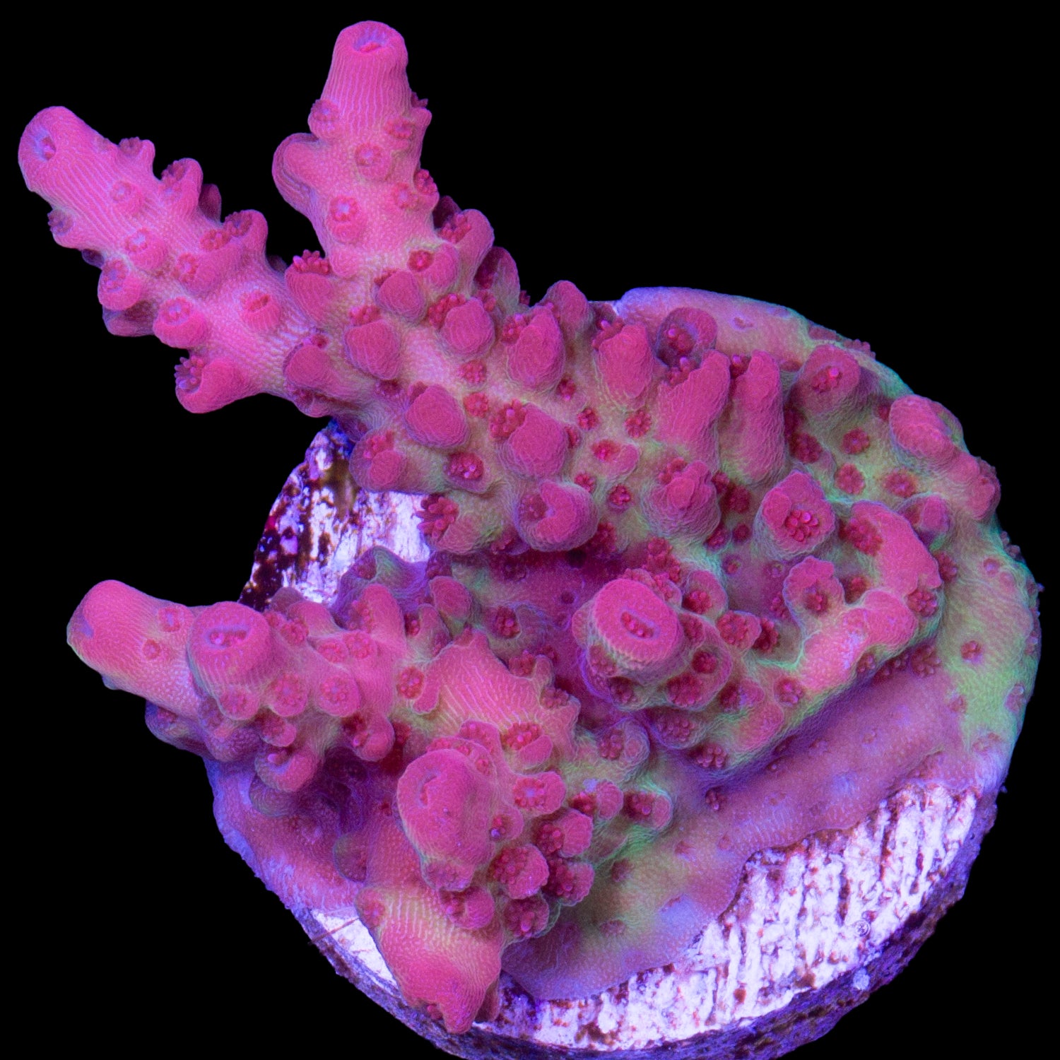 Strawberry Shortcake Acropora Coral - Chunky Frag