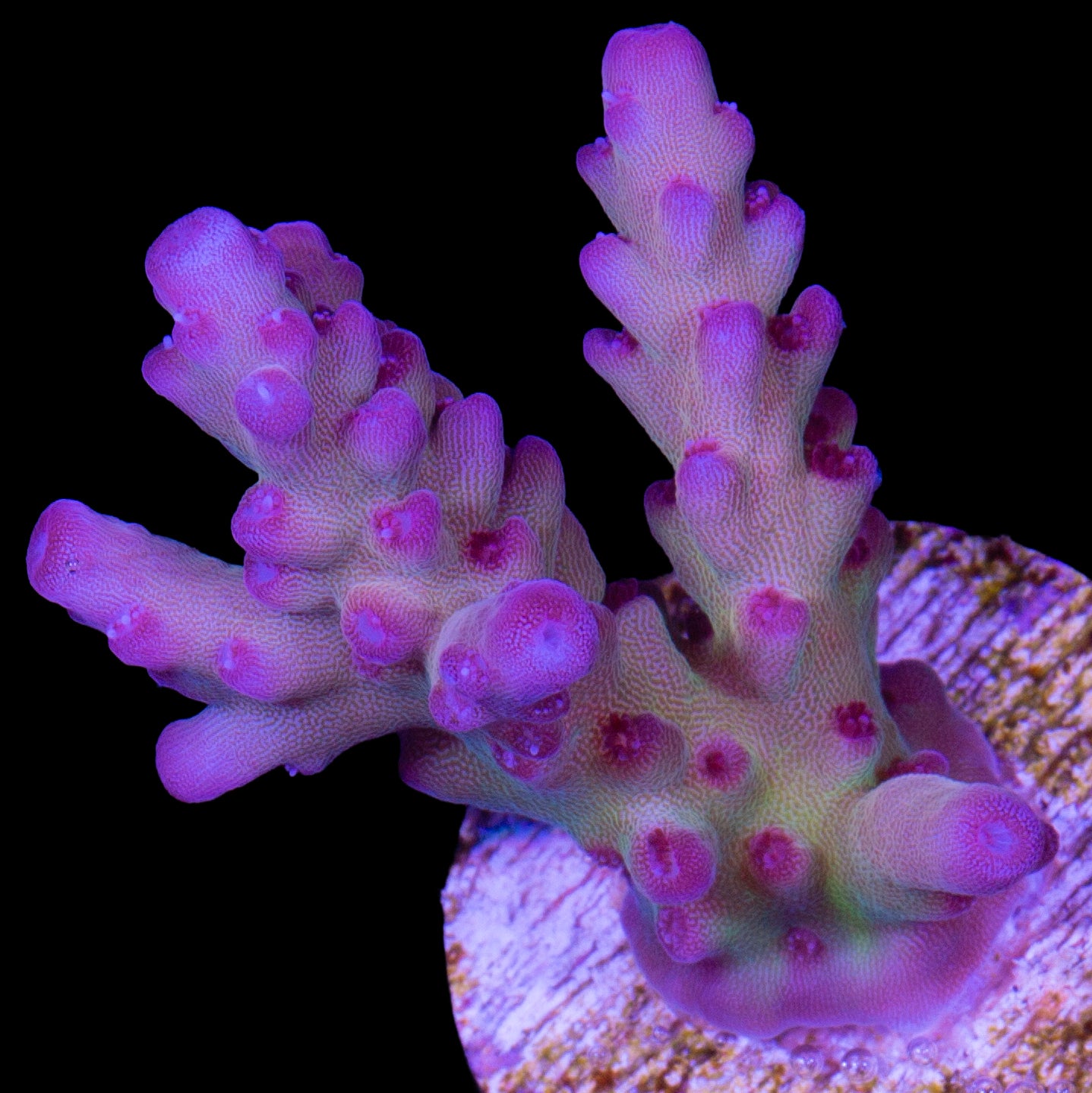 RRC OG Avenger Acropora Coral