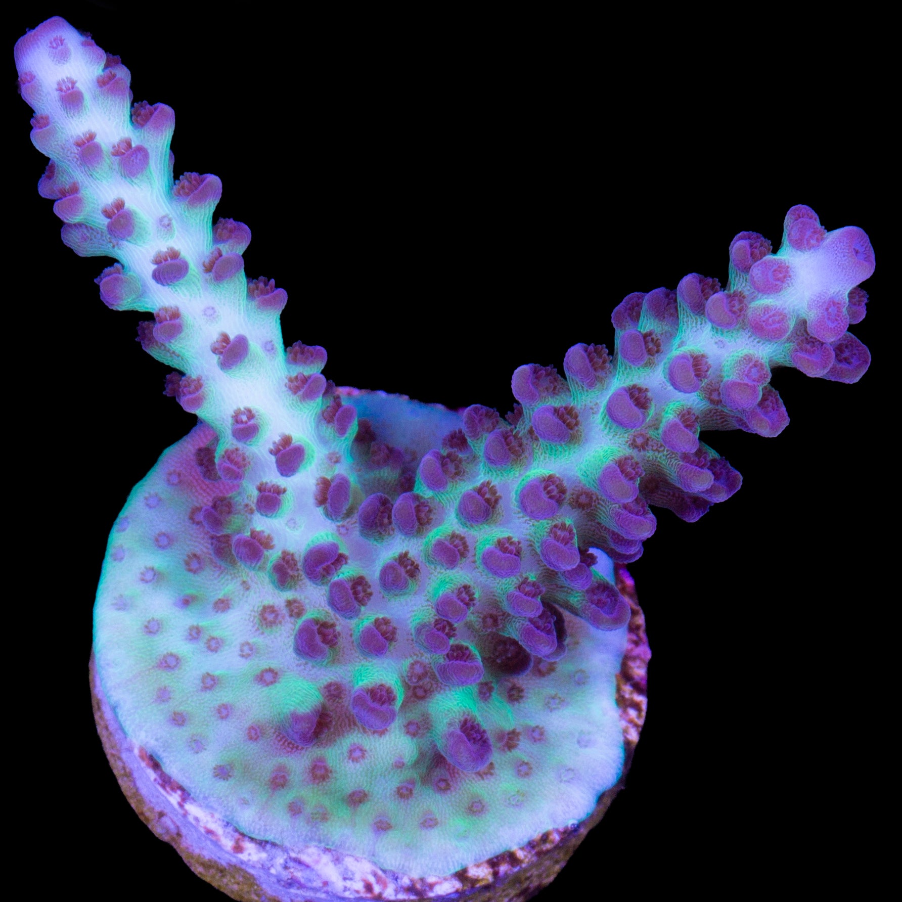 Vivid's Aegean Acropora Coral