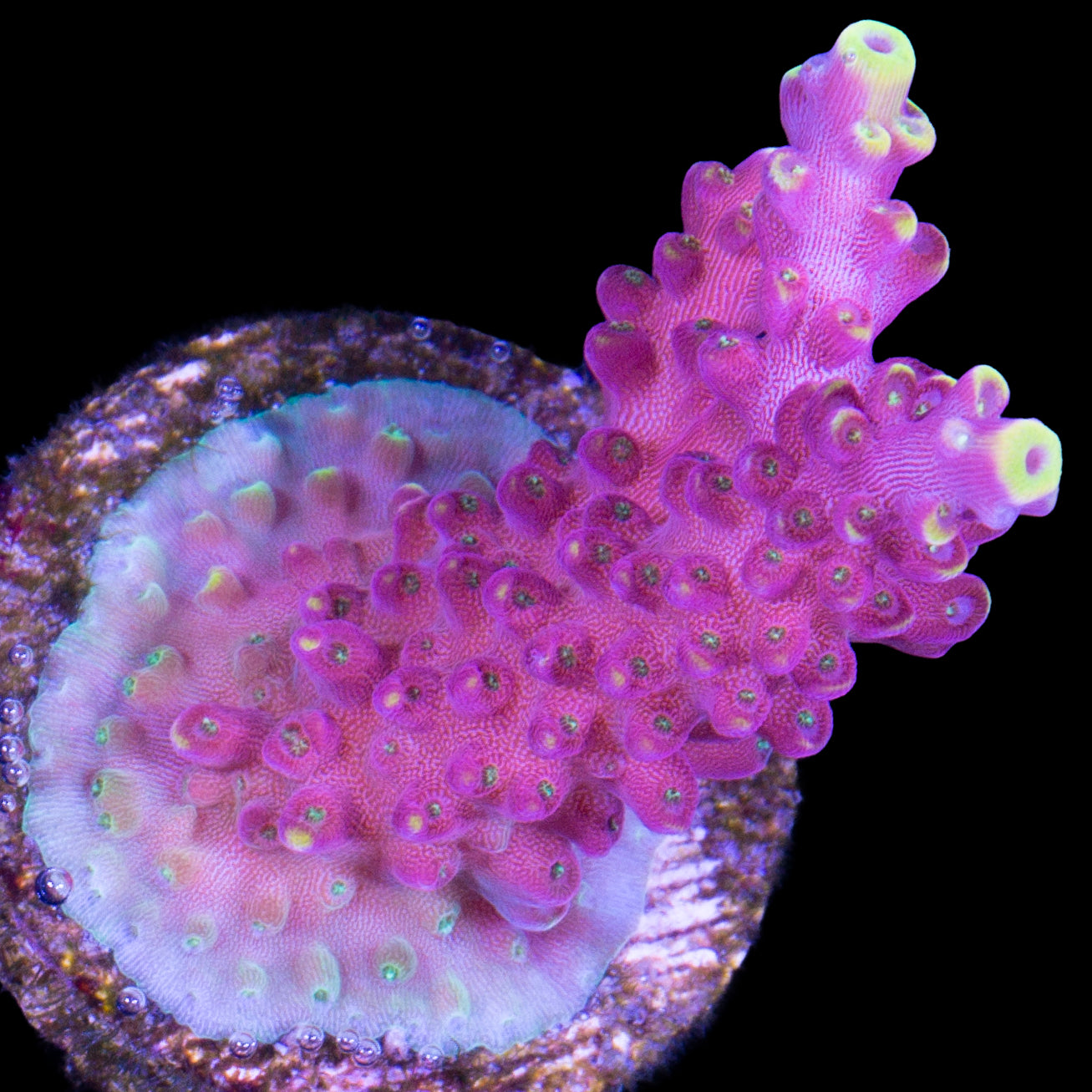 Firecracker Acropora Coral - 800 Grown
