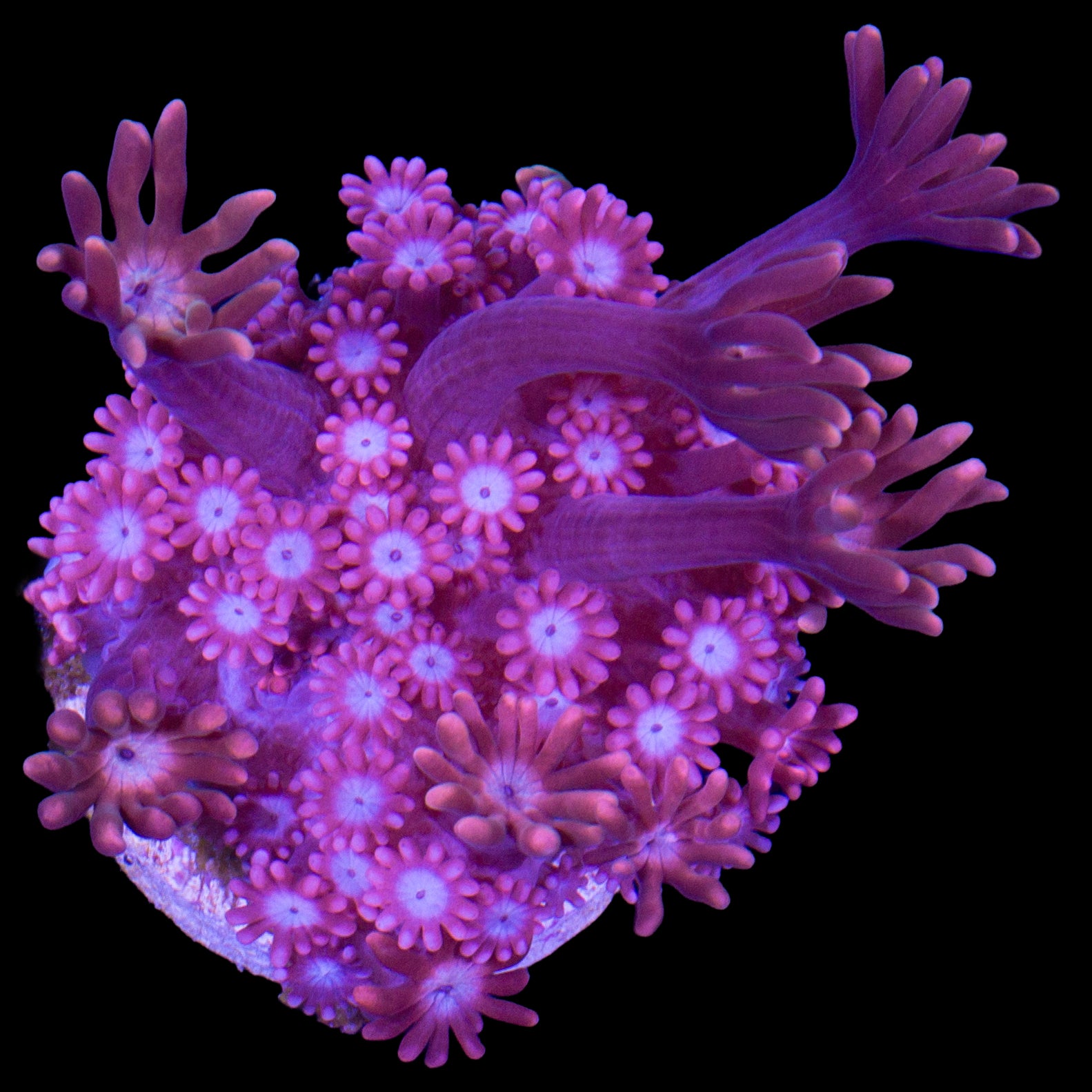 Vivid's Red Velvet Alveopora Coral