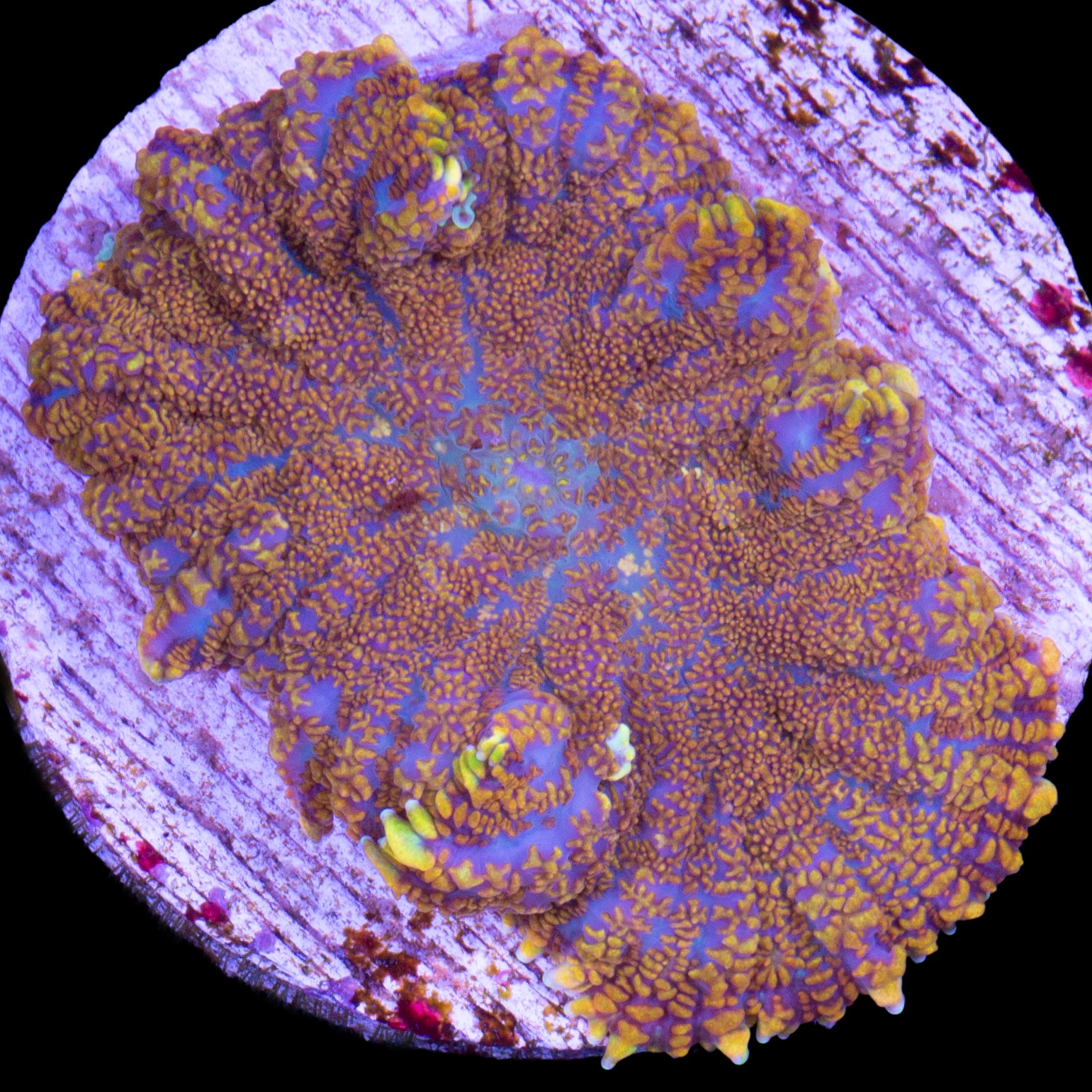 Superman Bullseye Mushroom Coral