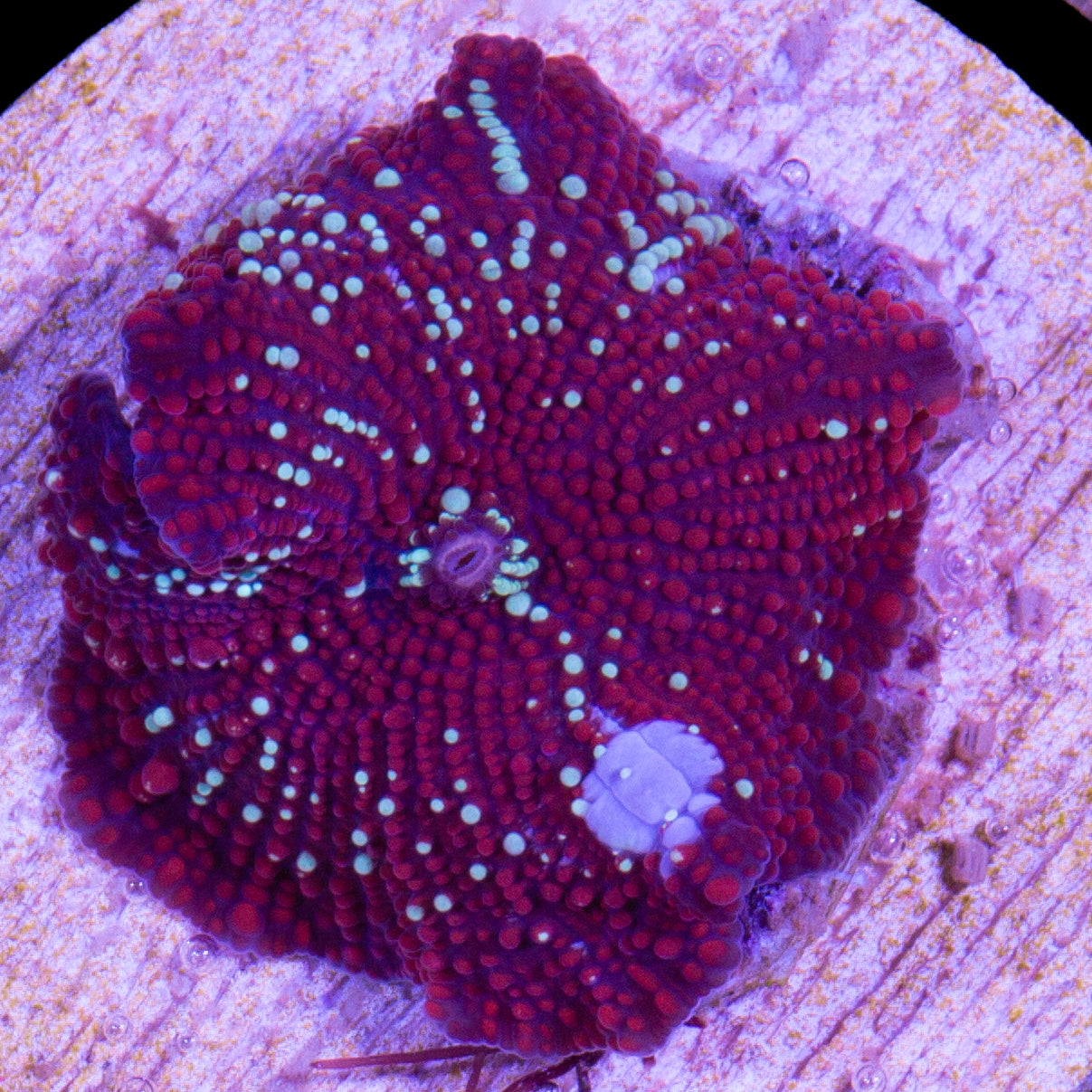 Vivid's Red Devil Mushroom Coral
