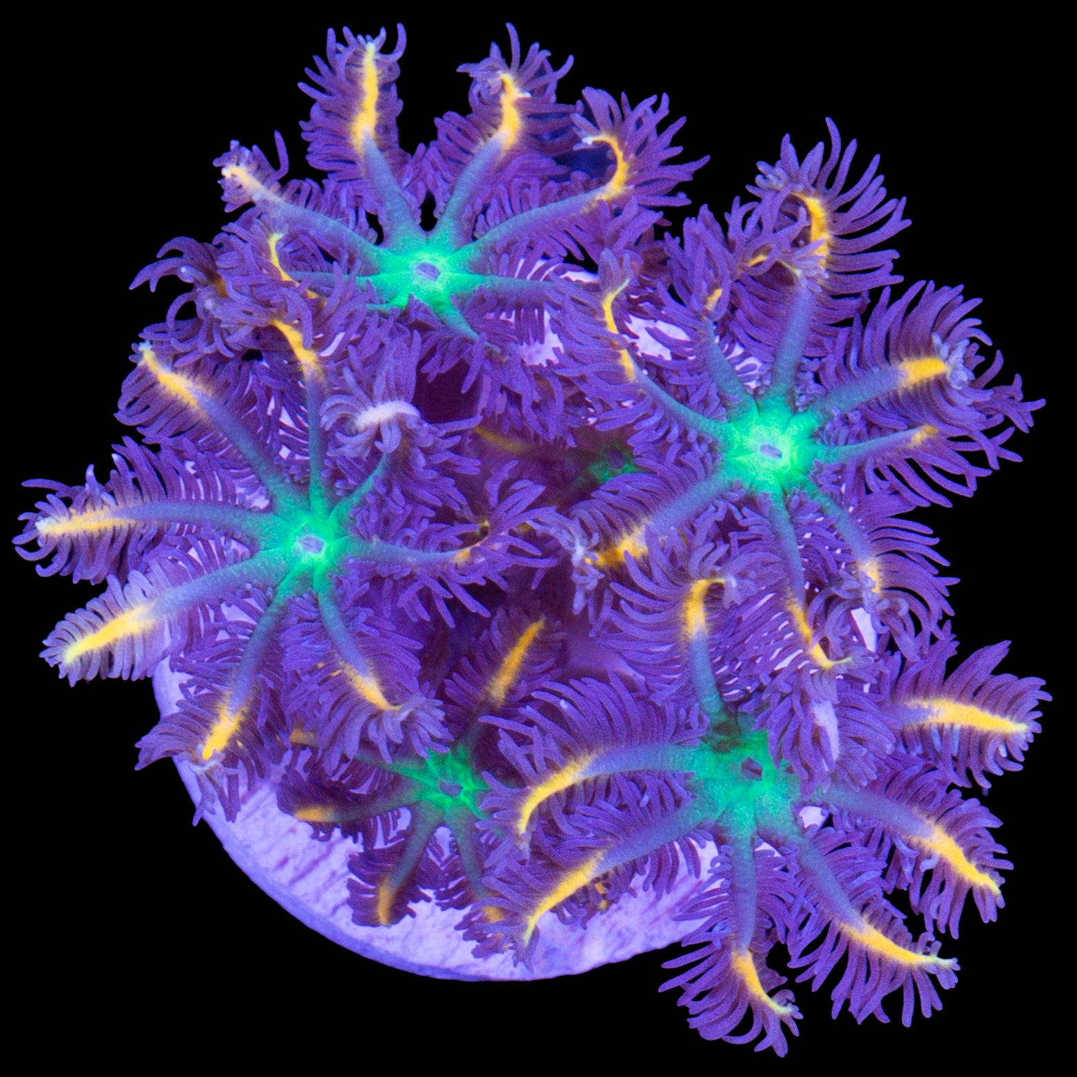 Highlight Clove Polyps