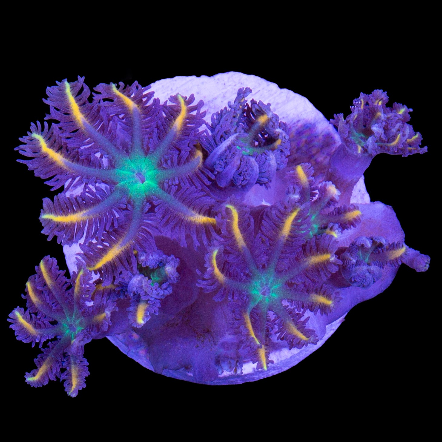 Highlight Clove Polyp