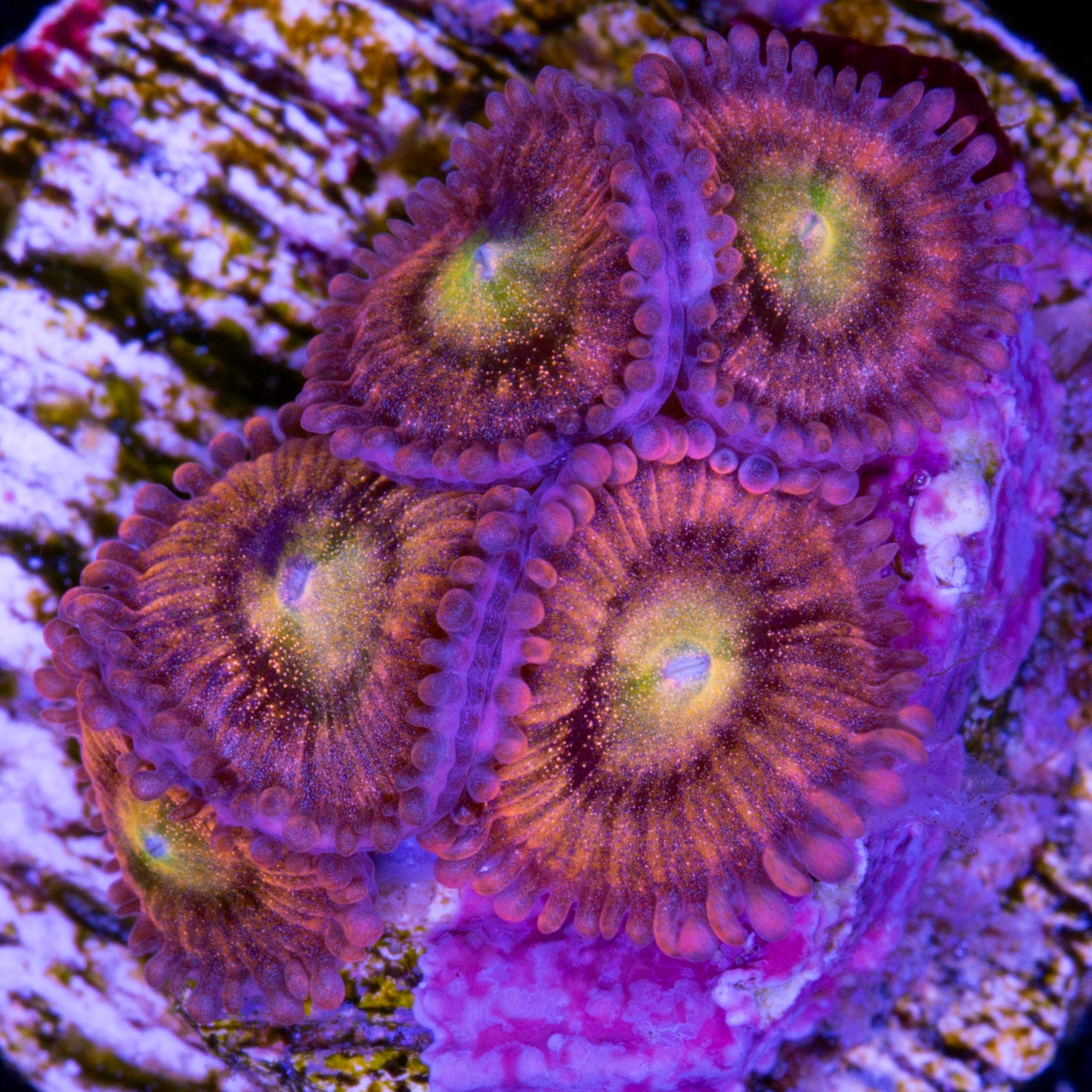 Halle Berry Zoanthids