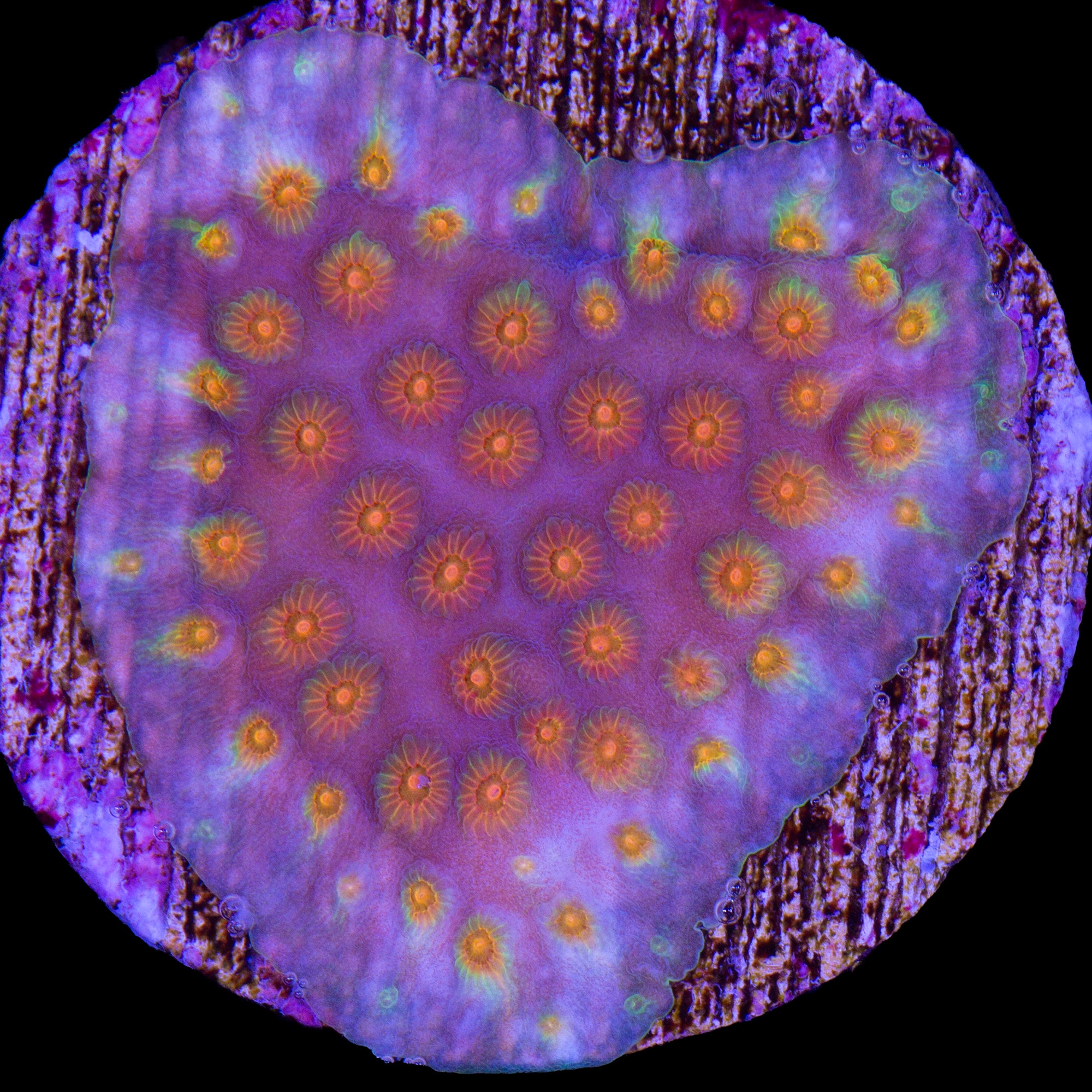 Rainbow Cyphastrea Coral