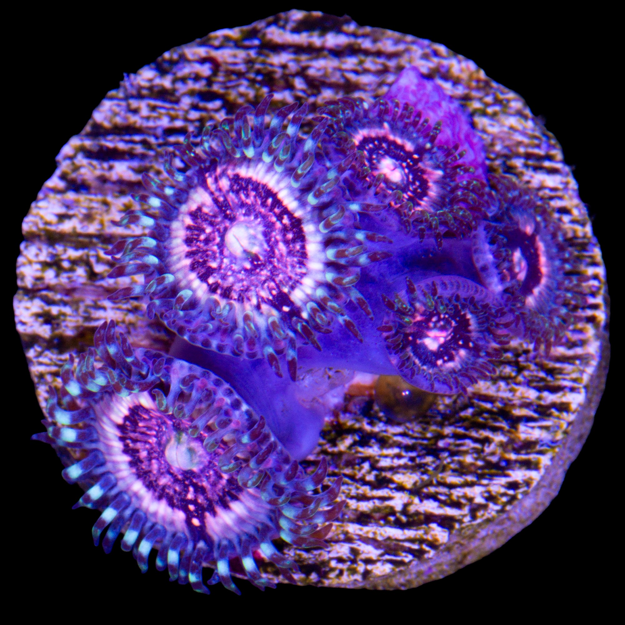 Vivid's Pink Zipper Zoanthid