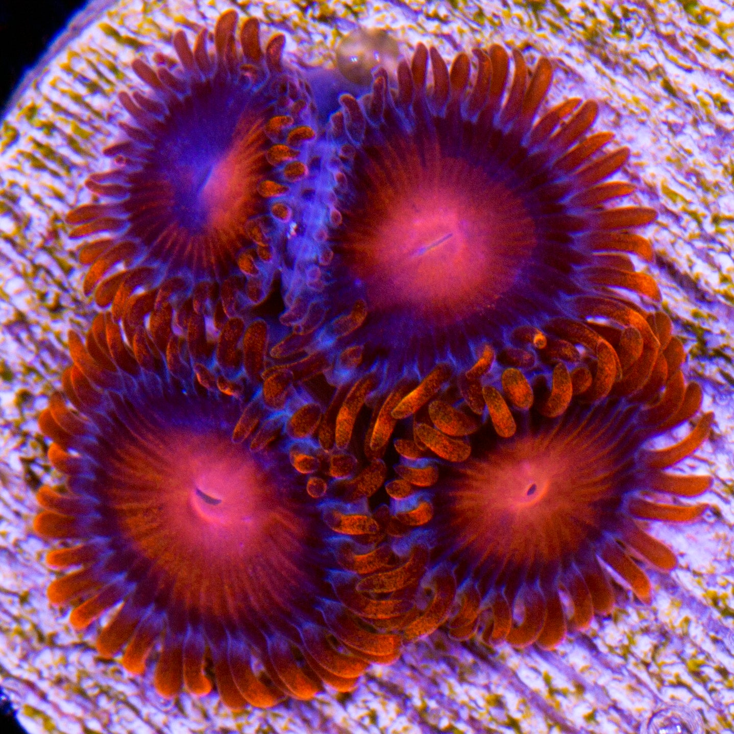 Vivid's Orange Bam Bam Zoanthids