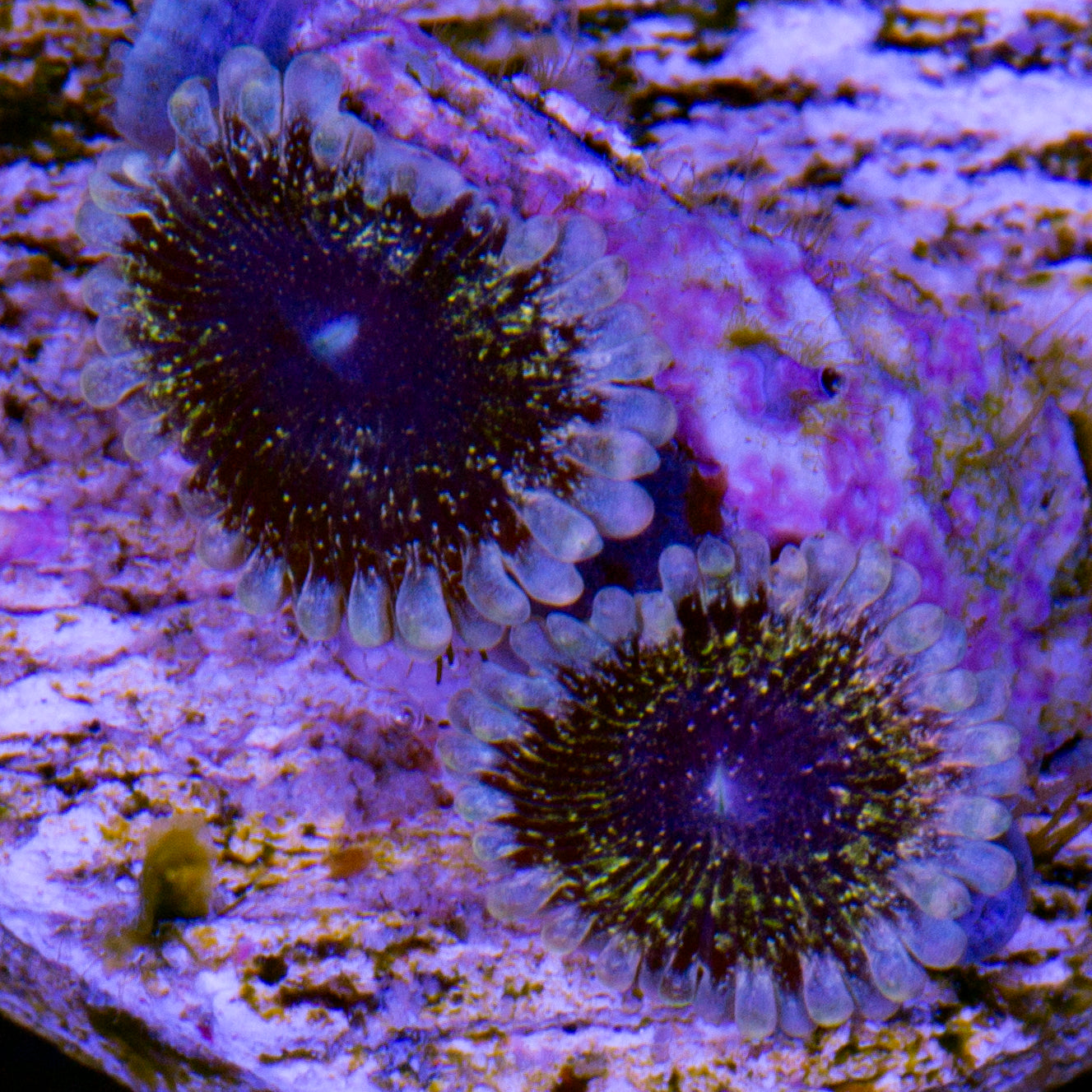 Vivid's Solar Circus Zoanthids