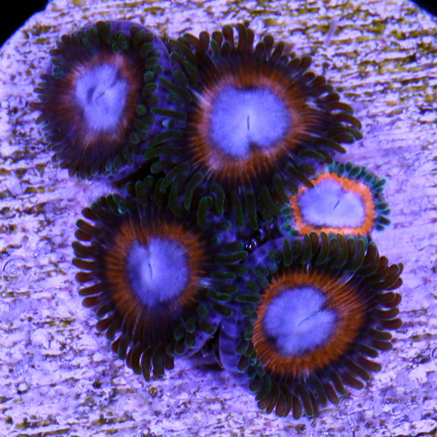 Vivid's Poker Face Zoanthids