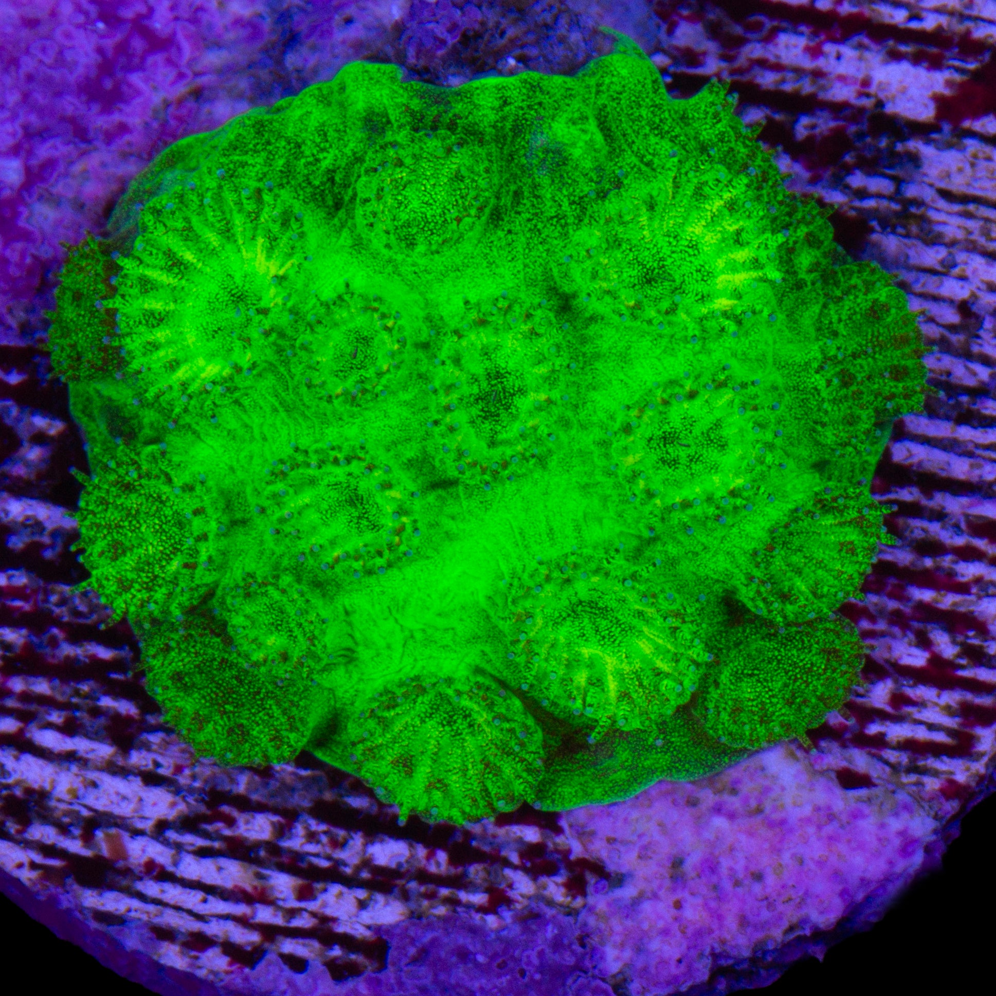 Vivid's Venon Cyphastrea Coral