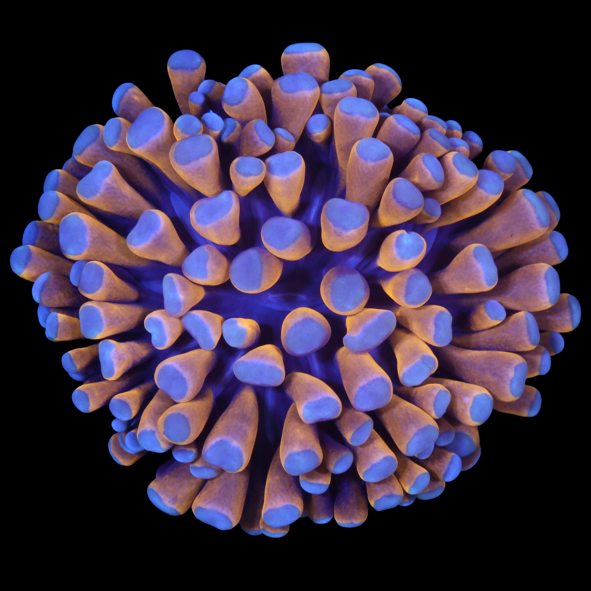 Malaysian 24K Gold Fat Head Torch Coral