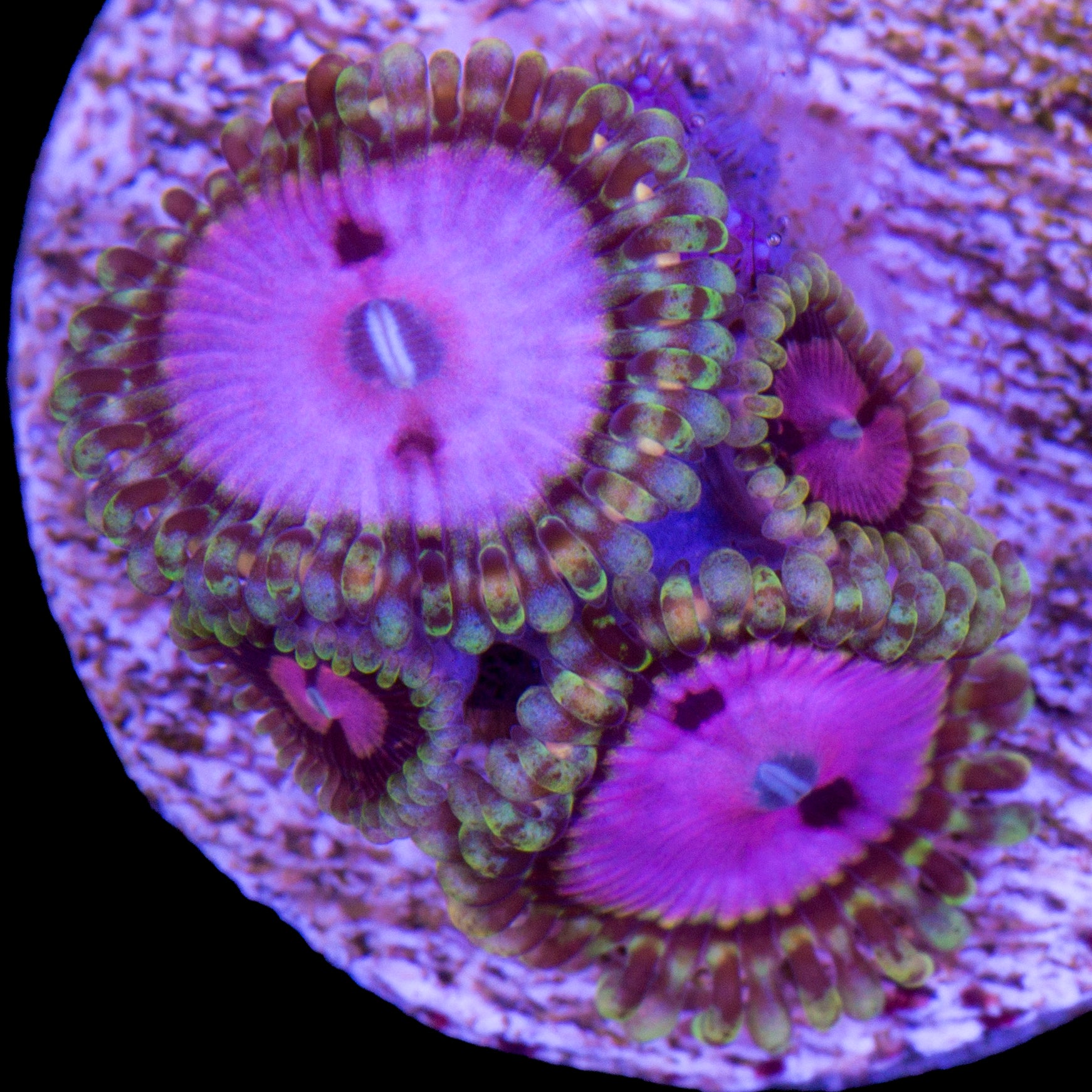 Vivid's Pink Diamond Zoanthid Coral
