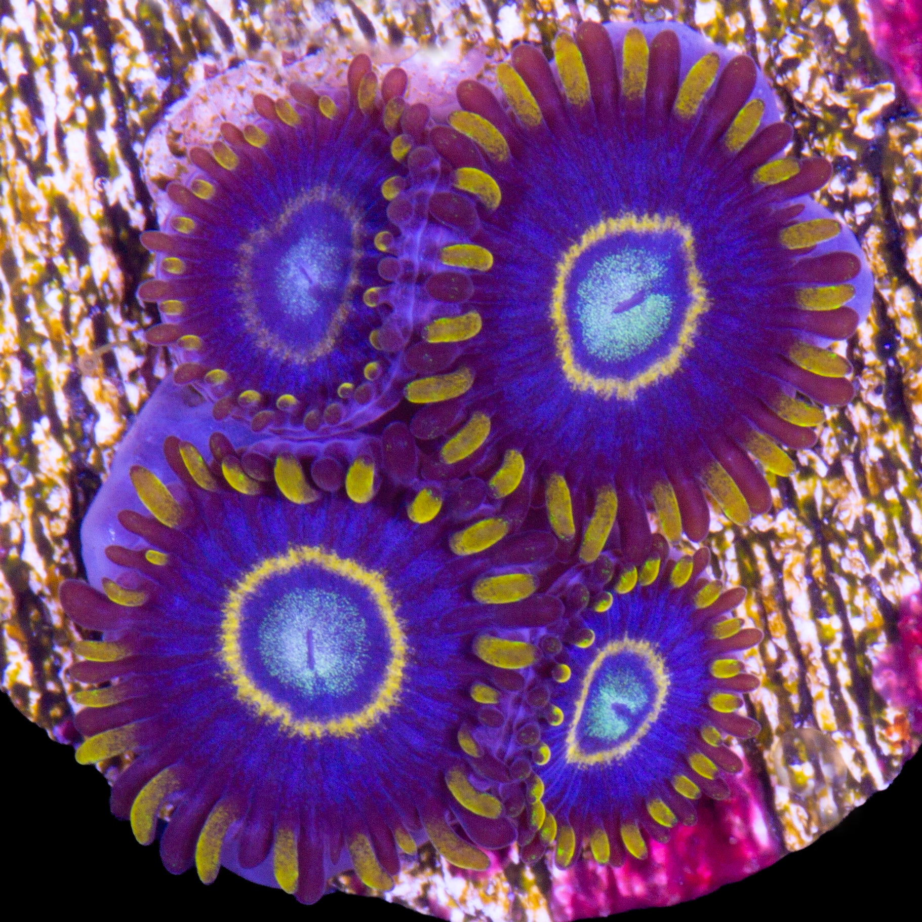 Vivid's Blue Hornet Zoanthid Coral
