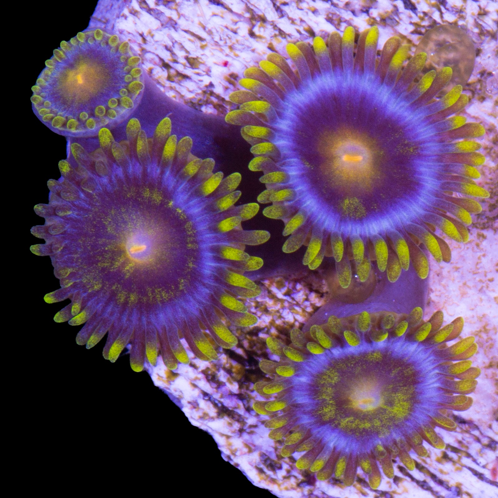 Vivid's Kentucky Blue Grass Zoanthid Coral