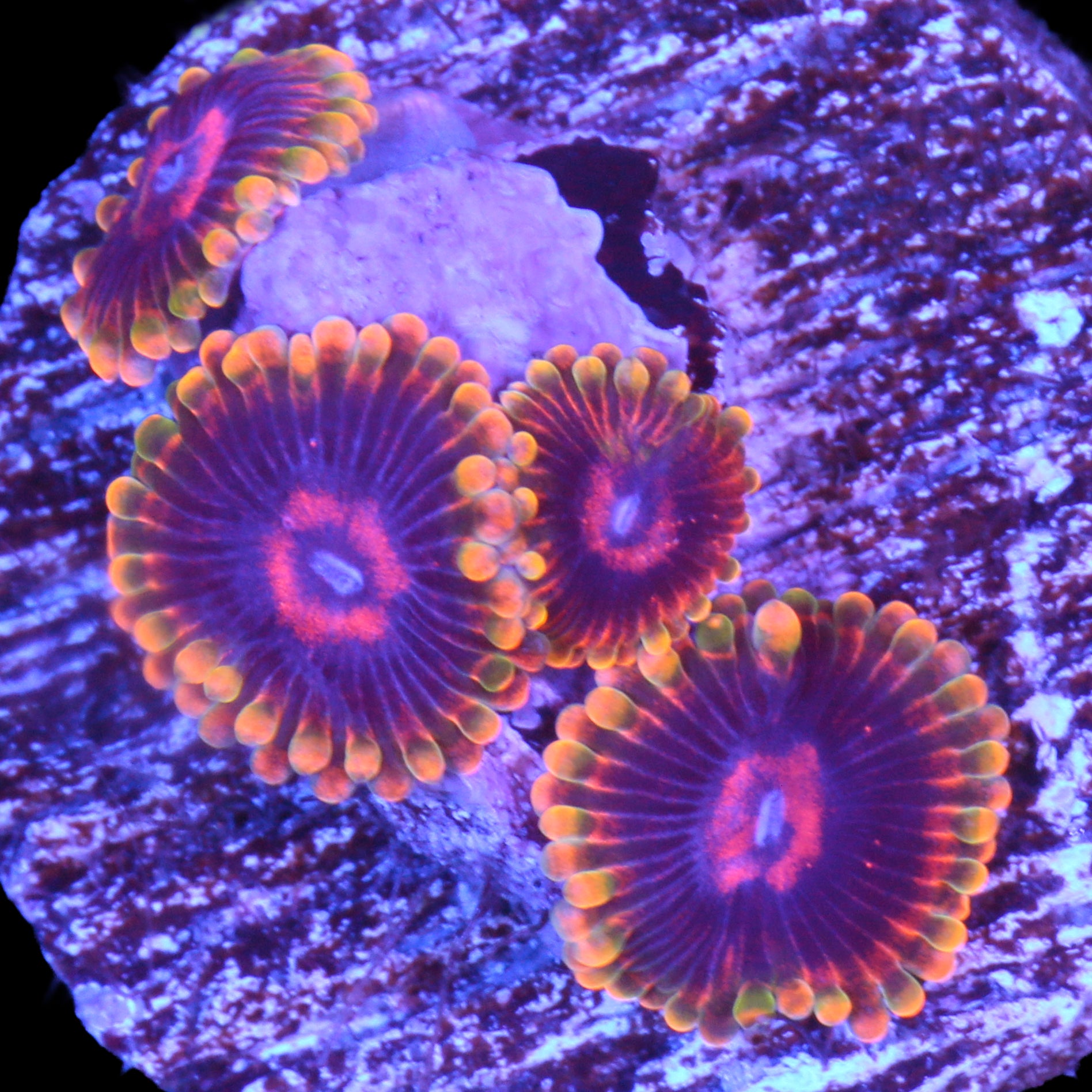 Vivid's Rainbow Yoda Zoanthid Coral
