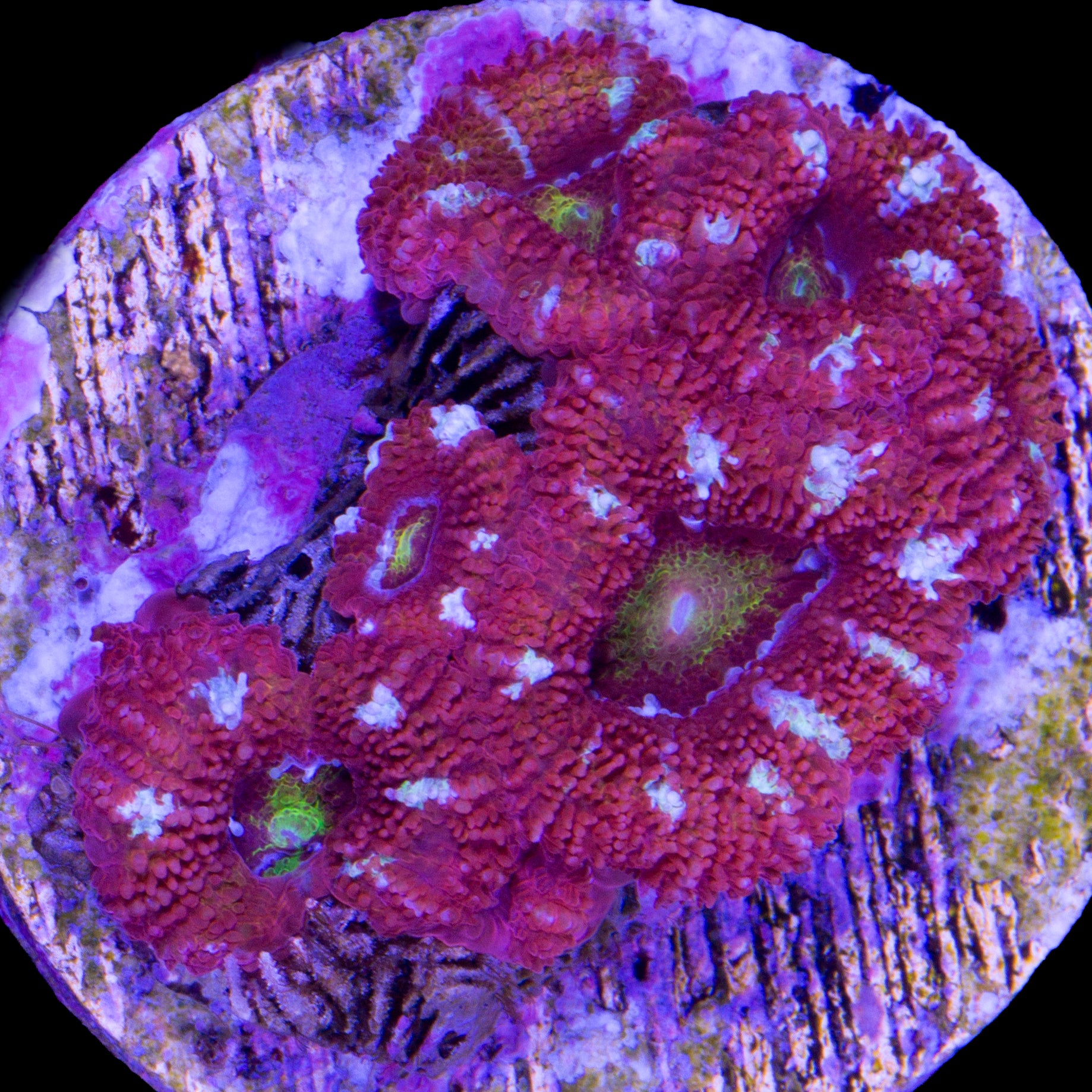 Yellow Eye Acan Coral