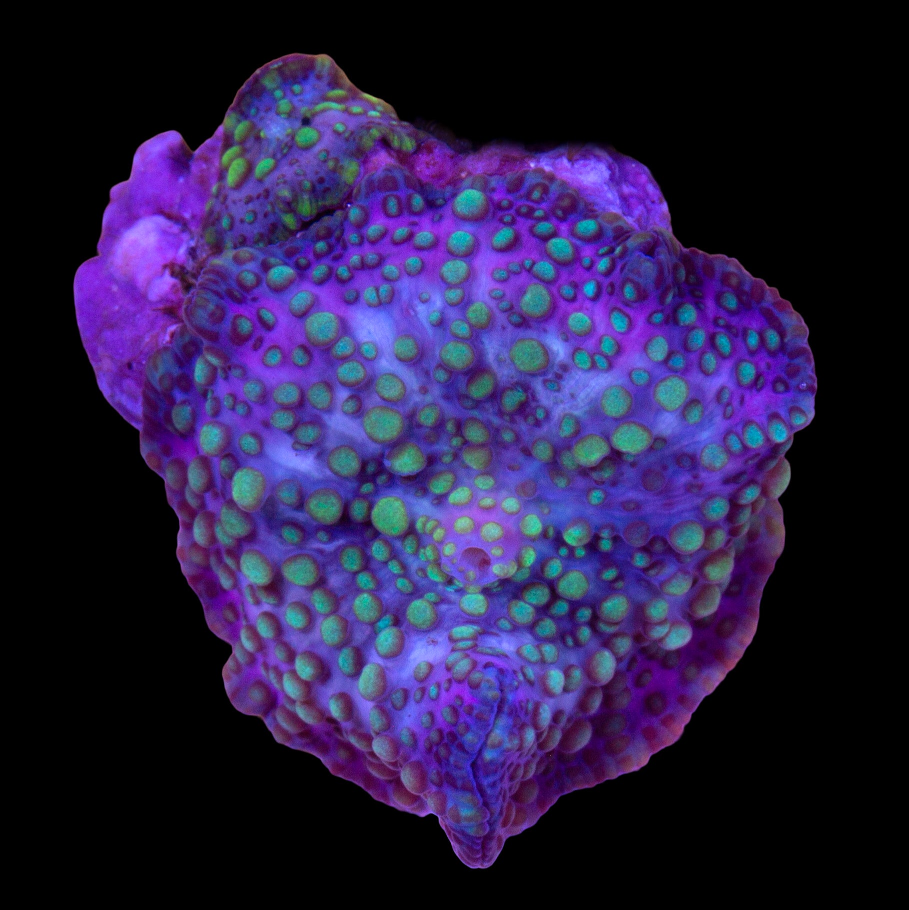 Lava Lamp Mushroom with Baby