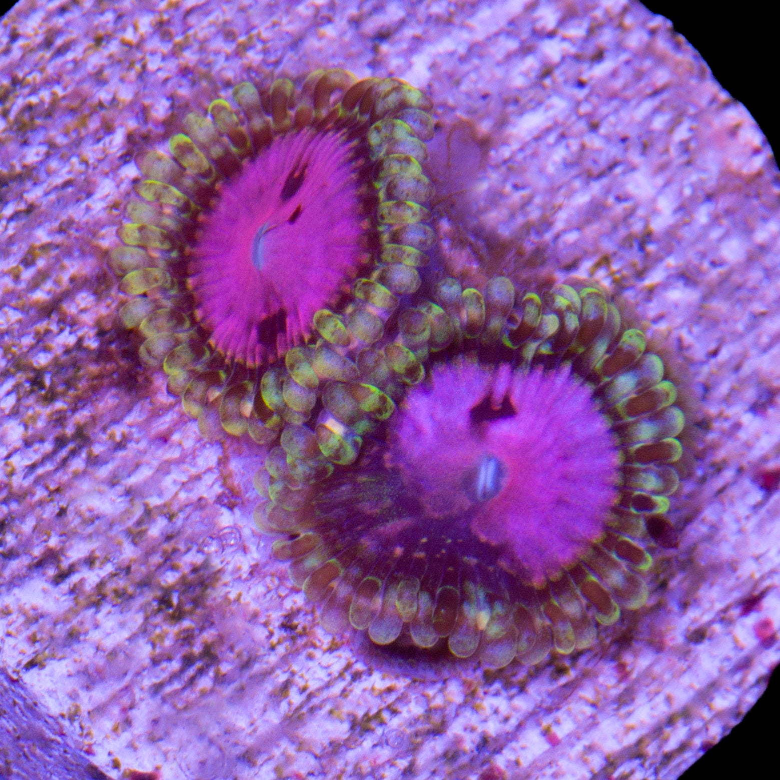 Vivid's Pink Diamond Zoanthid Coral