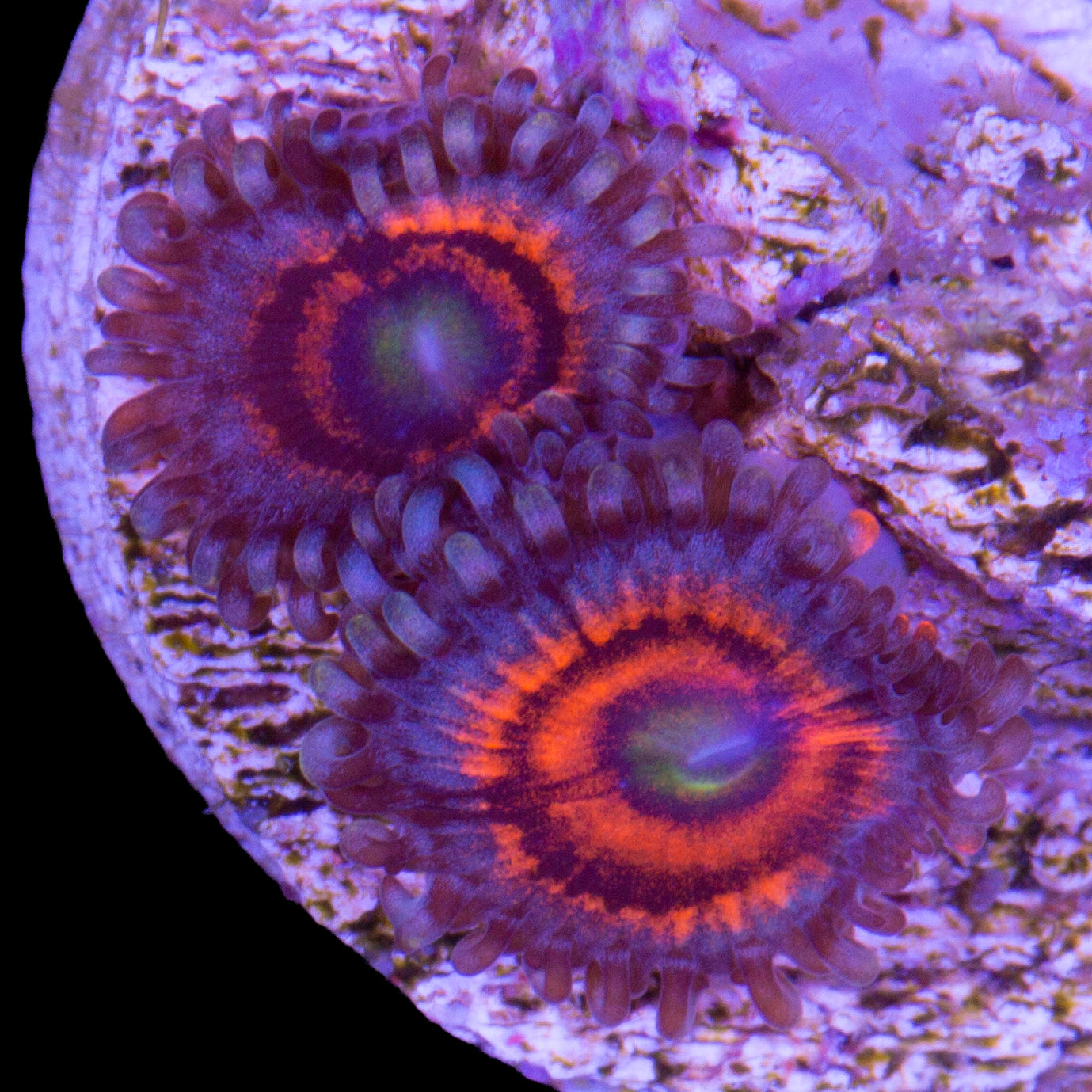 Vivid’s Gobstopper Zoanthid Coral
