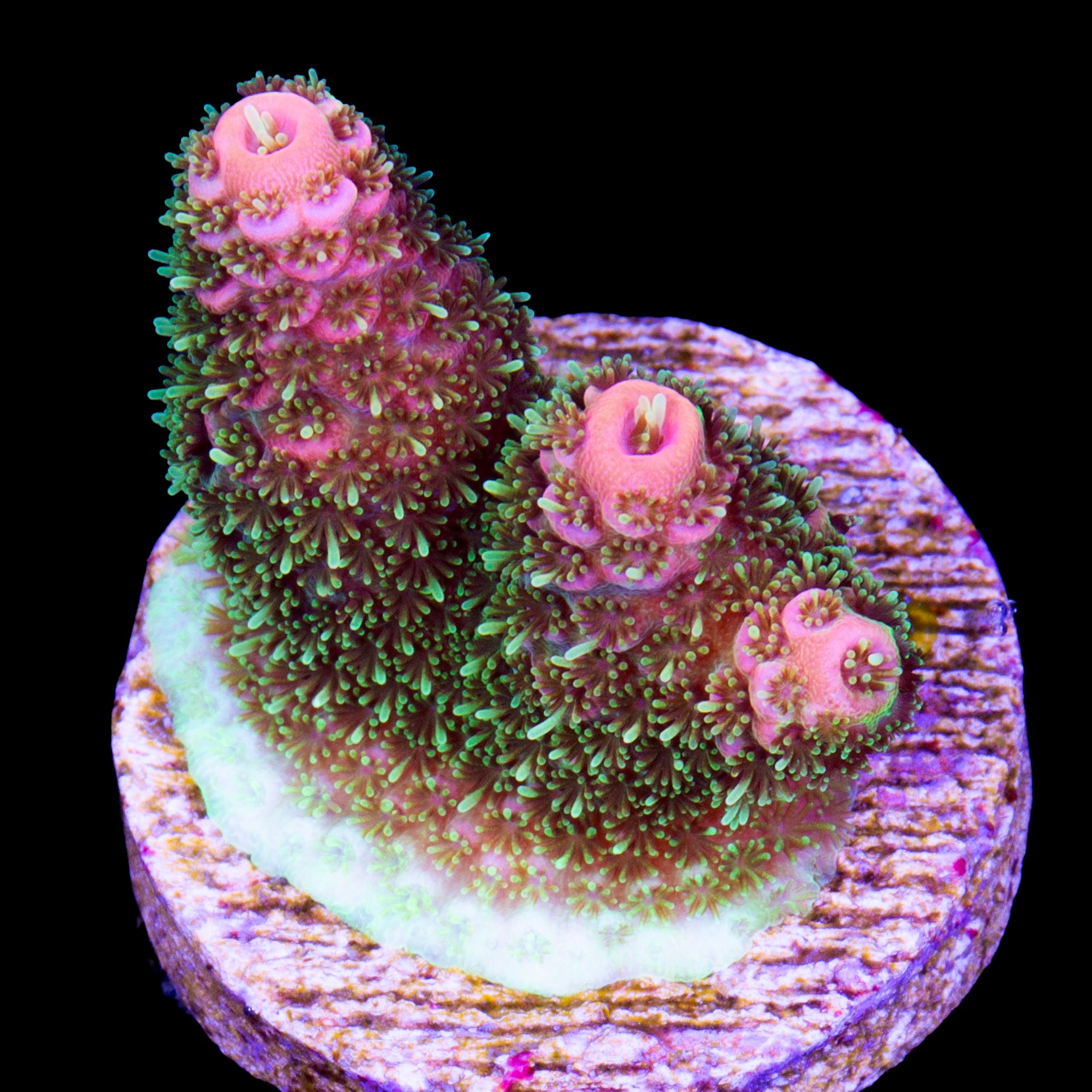 Super Peach Millepora Acropora Coral