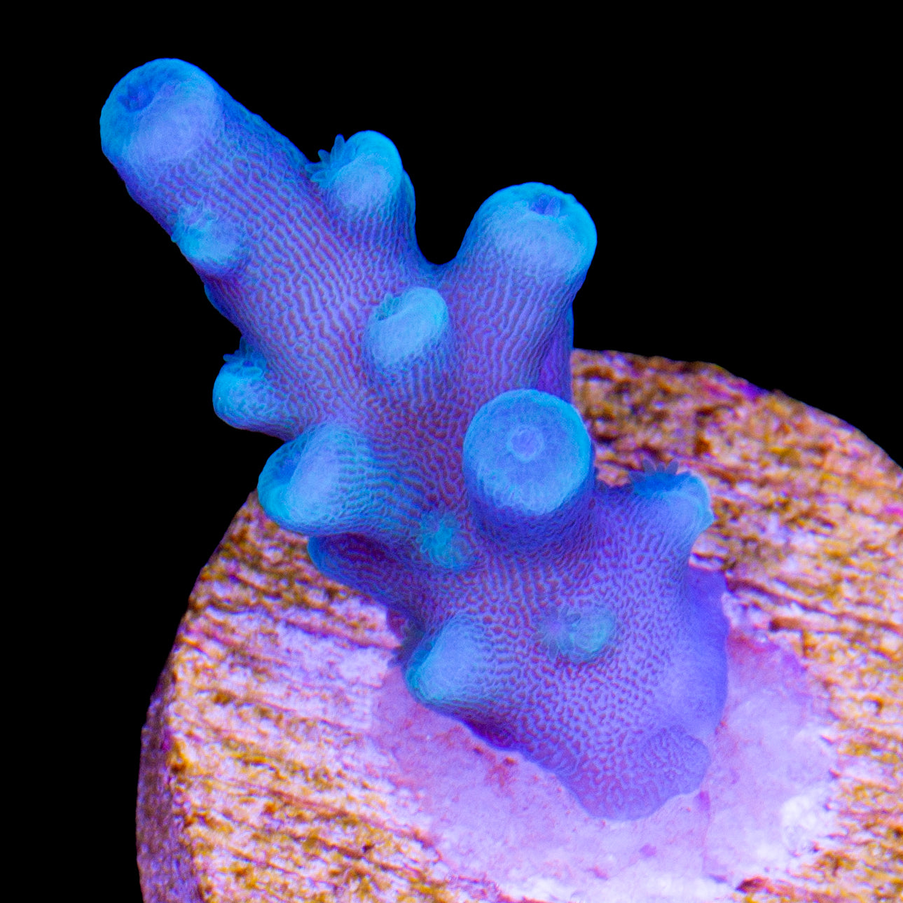 Oregon Blue Tort Acropora Coral