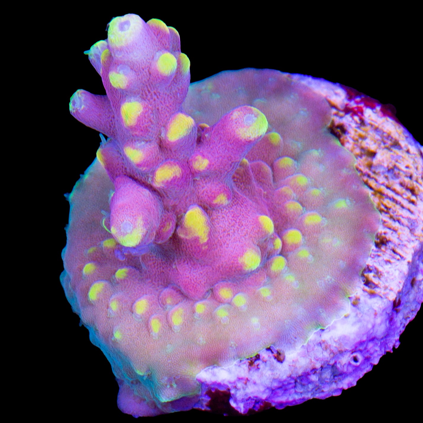 Vivid's Firecracker Fusion Acropora Coral