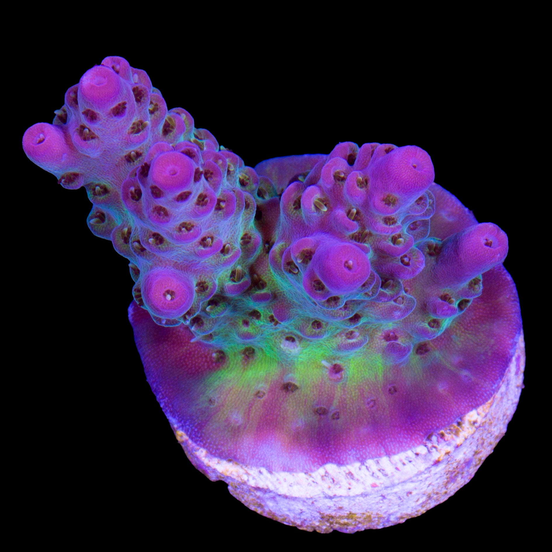 Pink Tip Table Acropora Coral