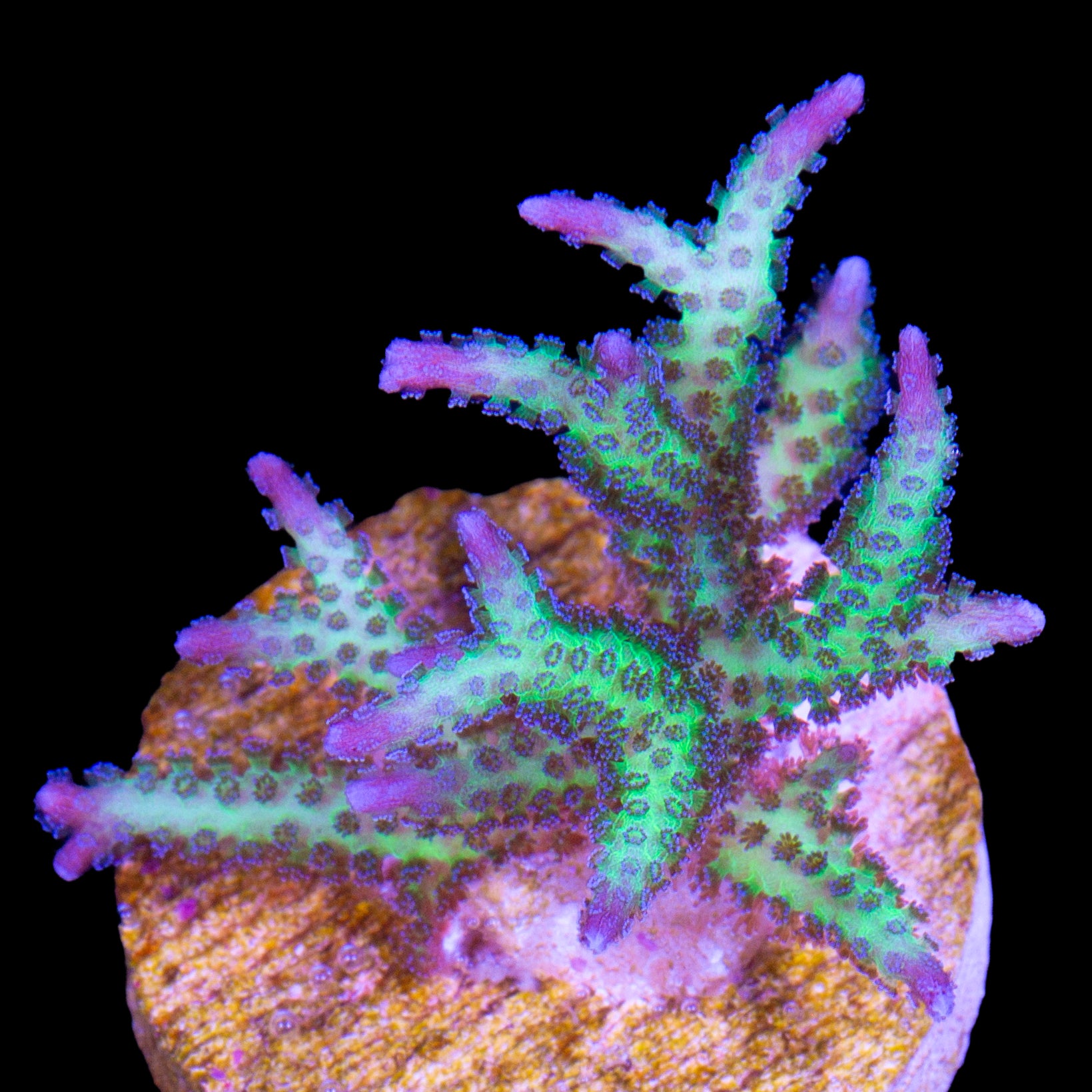 Ponape Birdsnest Coral