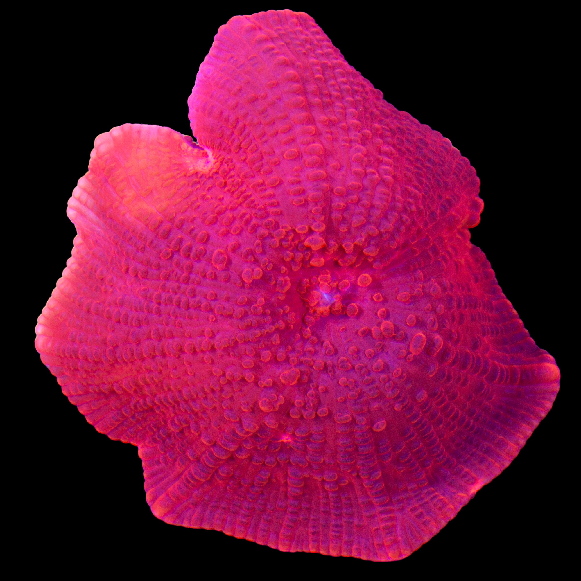 Blood Red Discosoma Mushroom