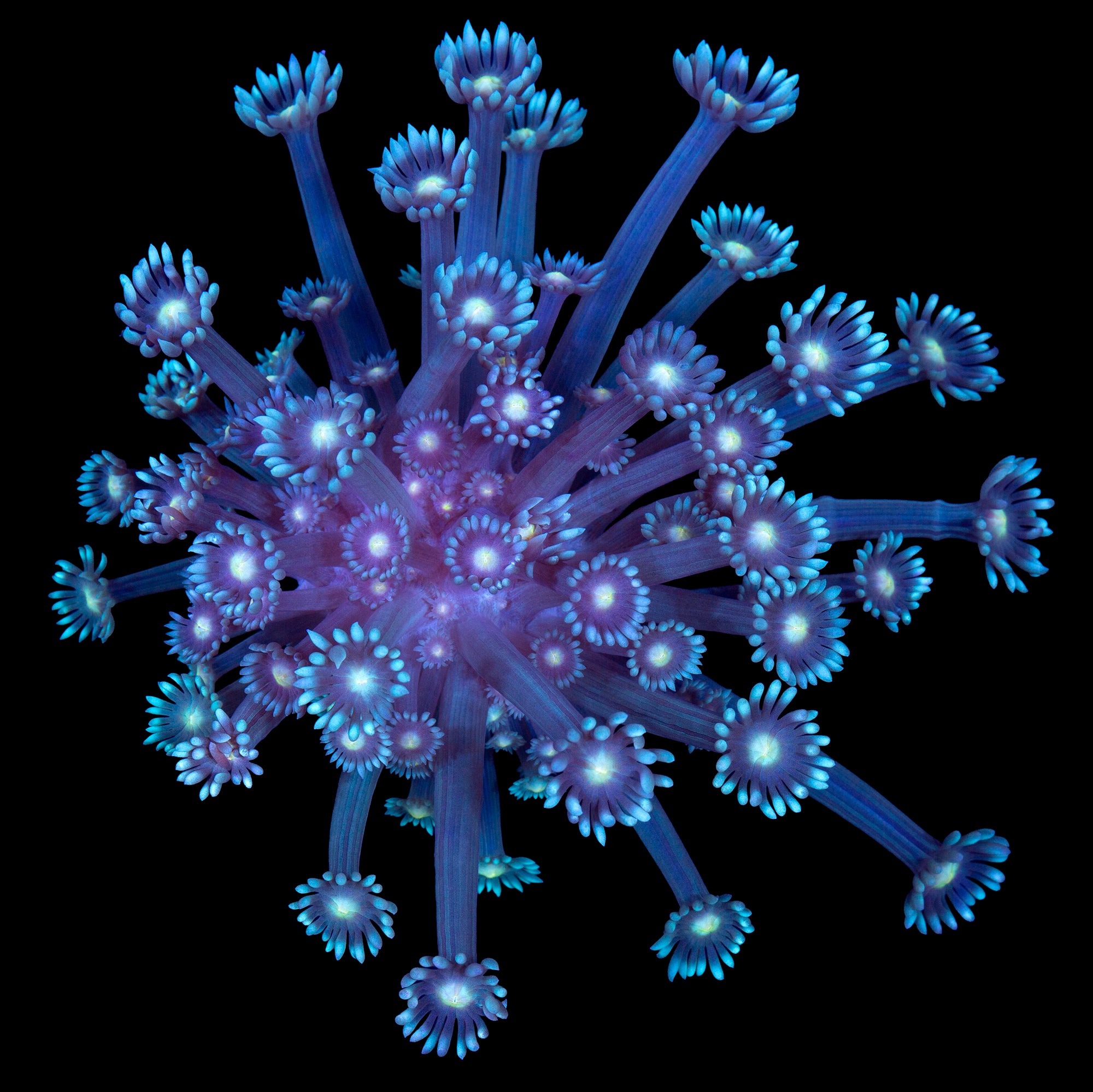 Yellow Eye Goniopora Colony