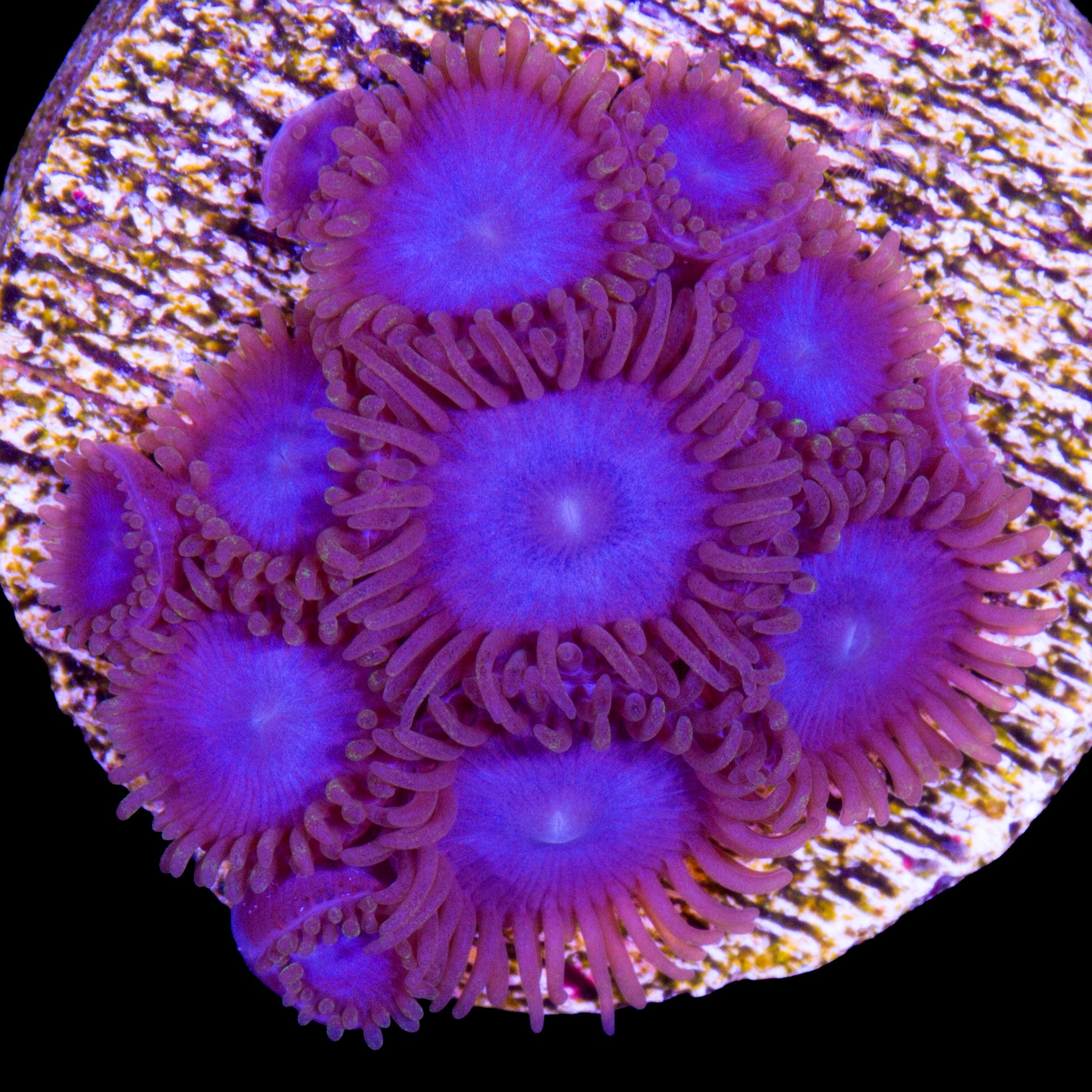 Vivid's Tubbs Blue Zoanthids
