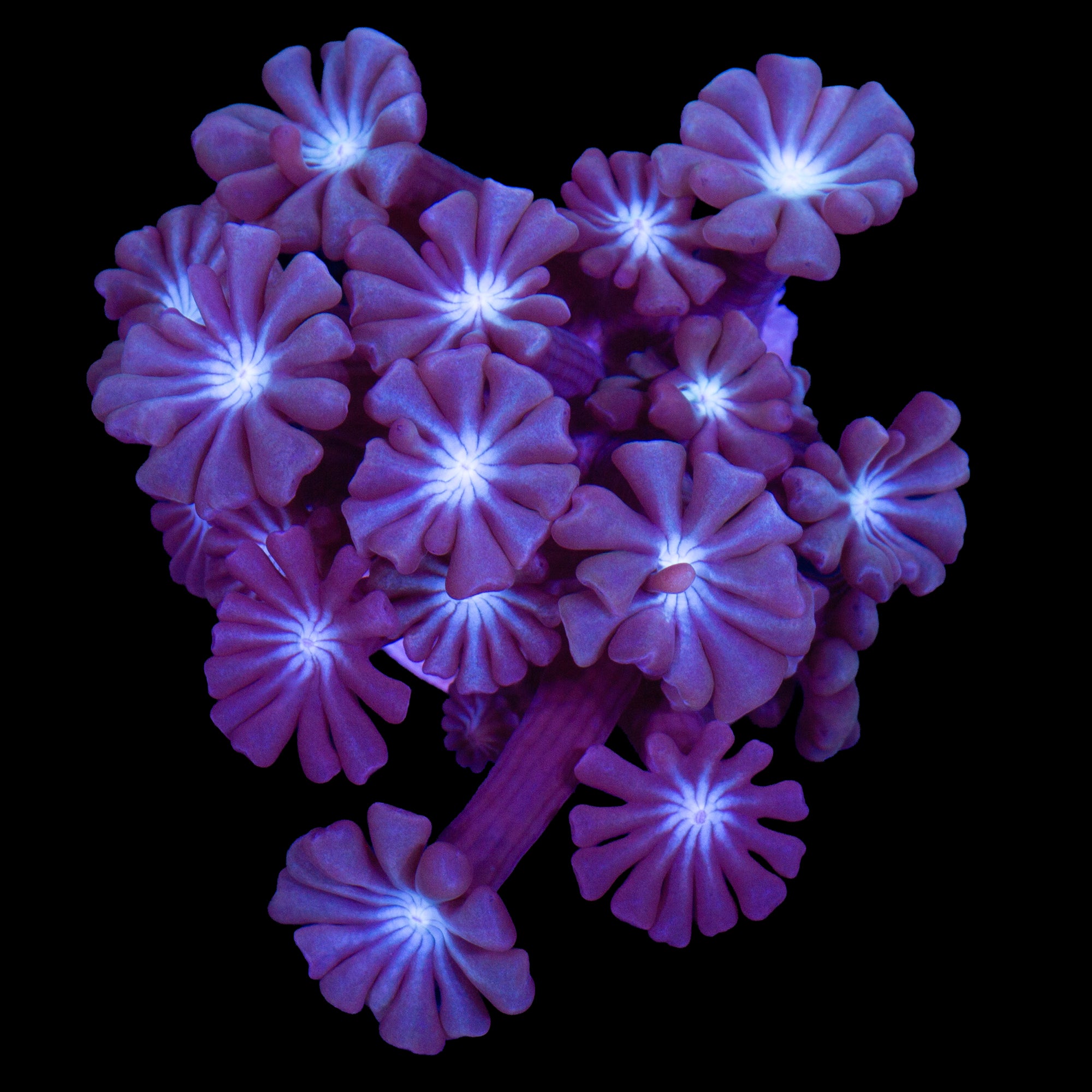 Blue Steel Alveopora Coral
