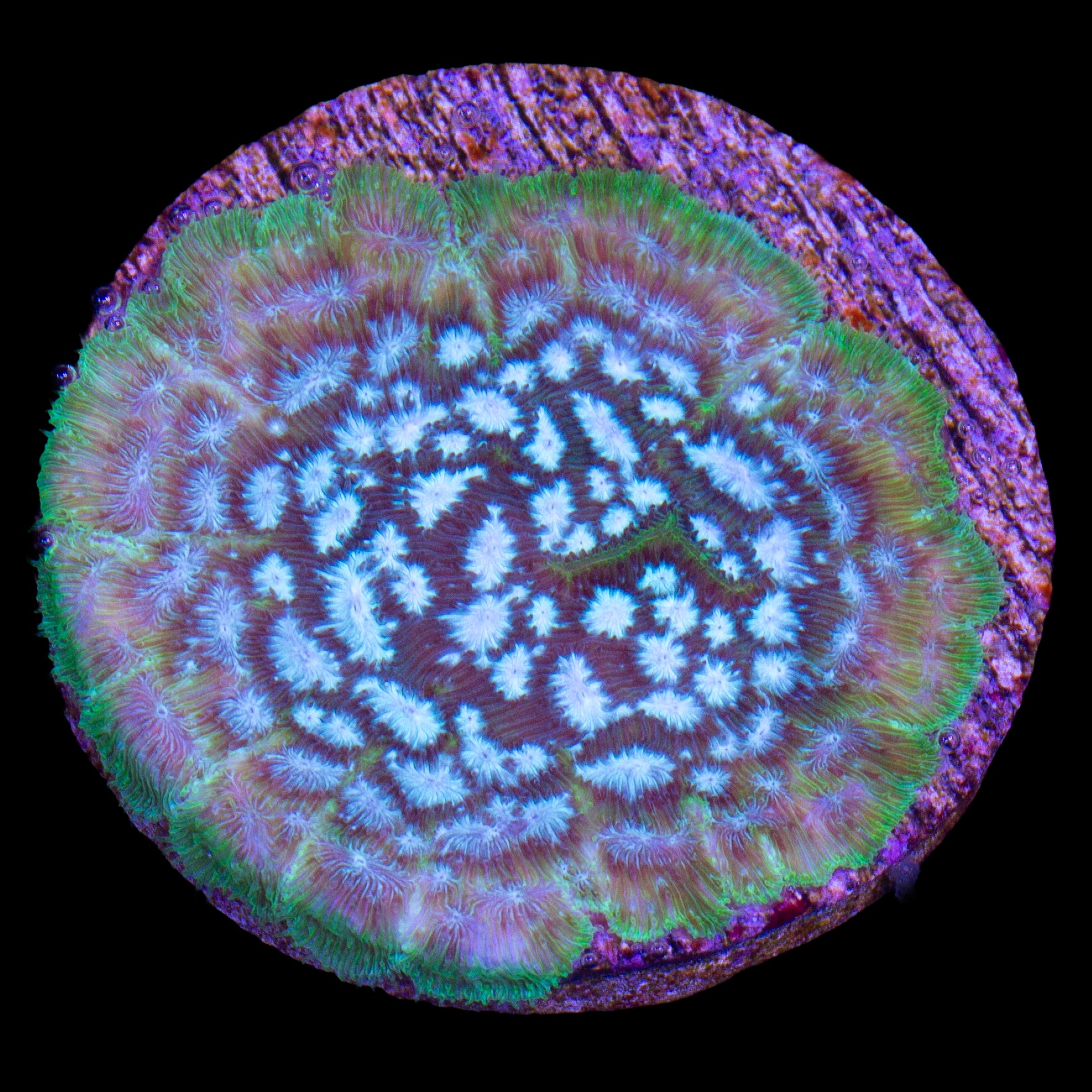 Brain Freeze Leptoseris Coral