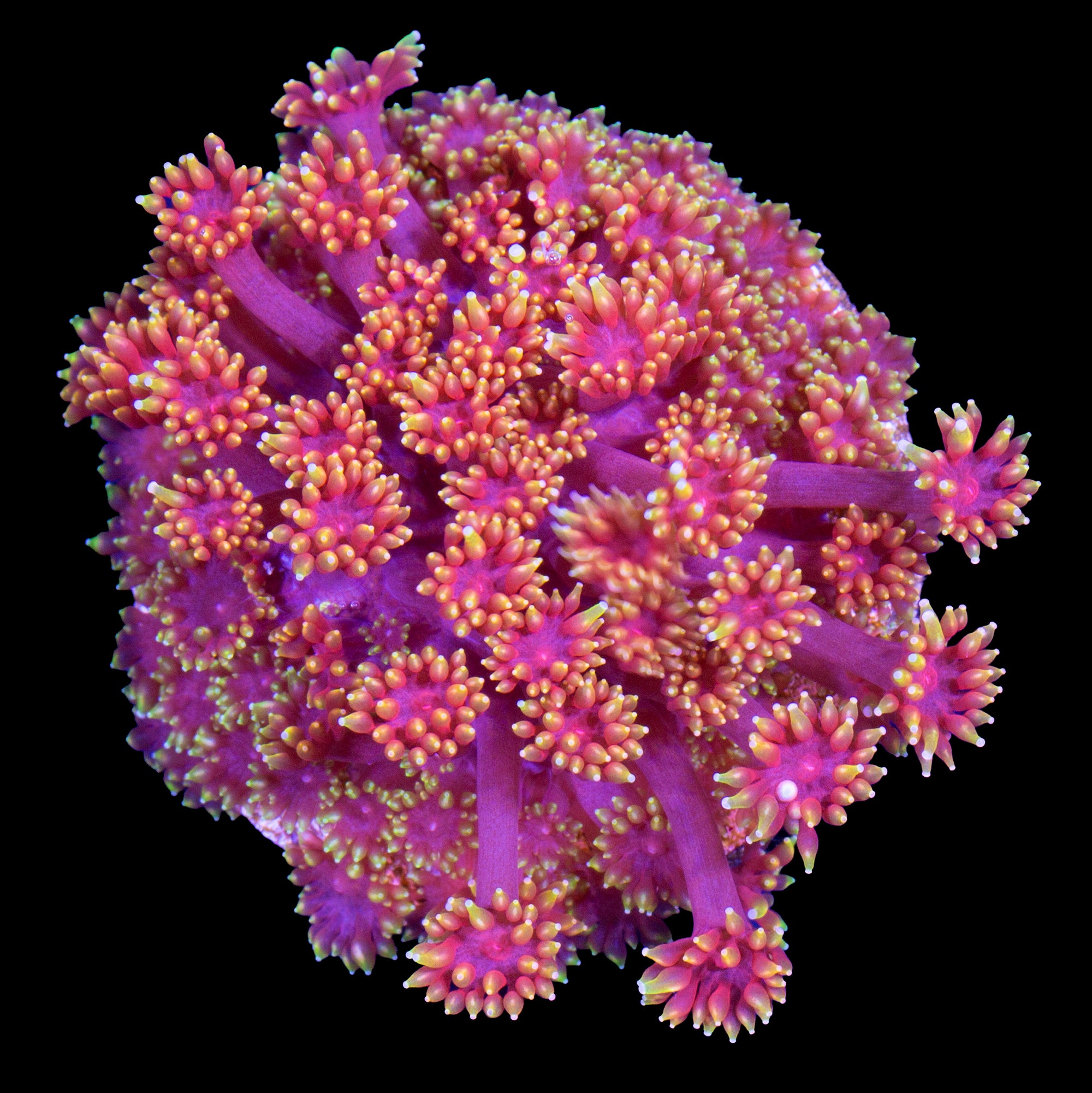 Rainbow Bernadrpora Coral