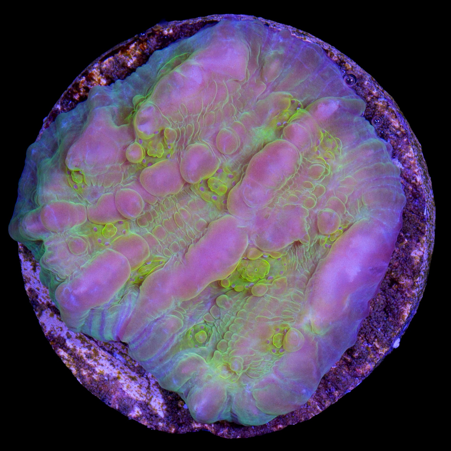 Vivid's Bounce Chalice Coral