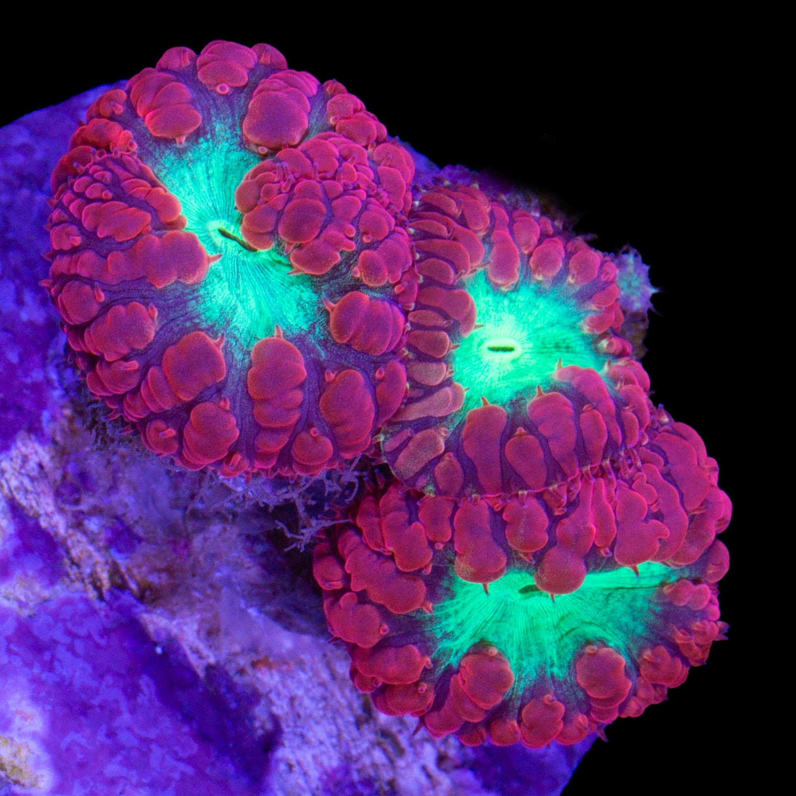 Red & Green Blastomussa Wellsi Coral