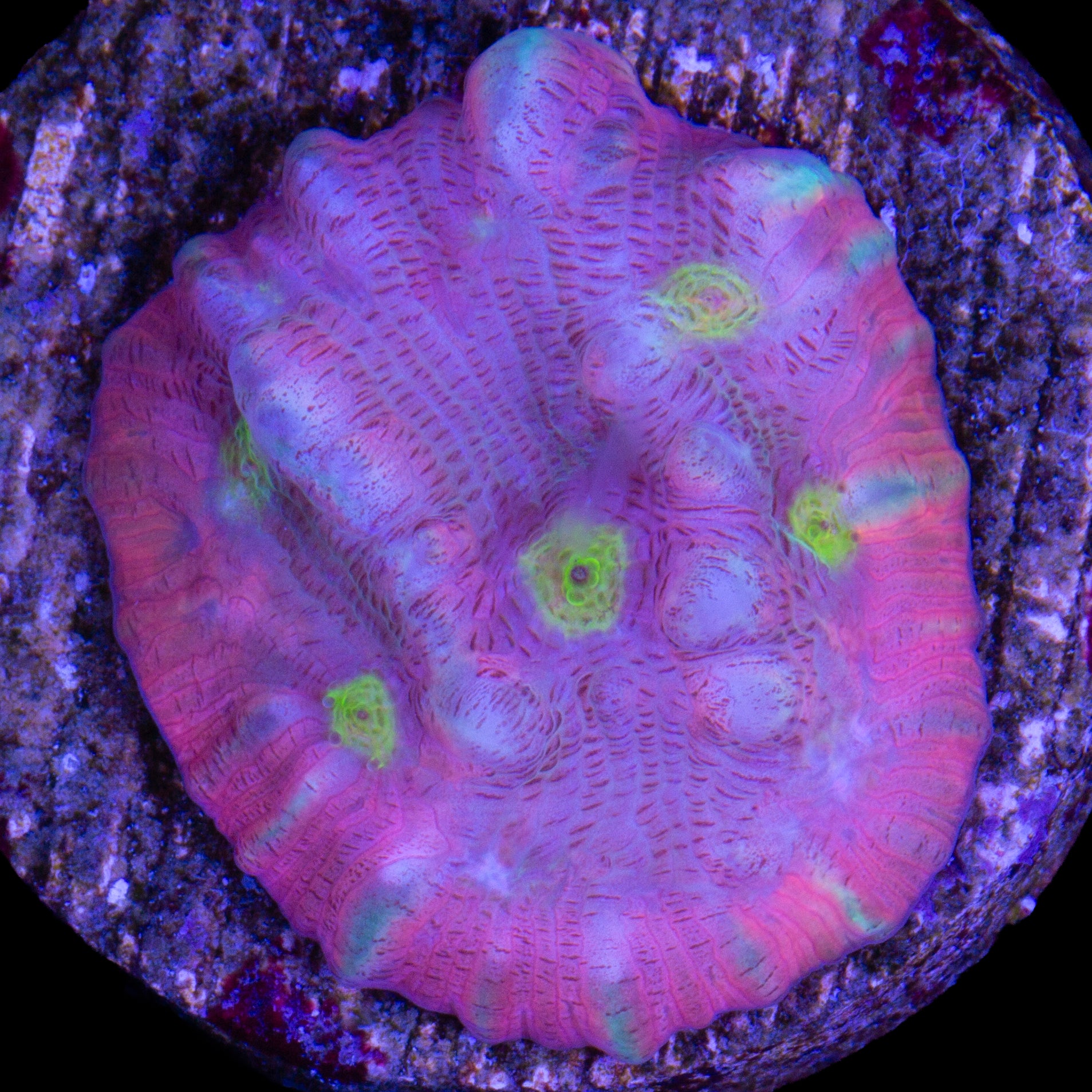 Vivid's Space Clown Echinophyllia Coral
