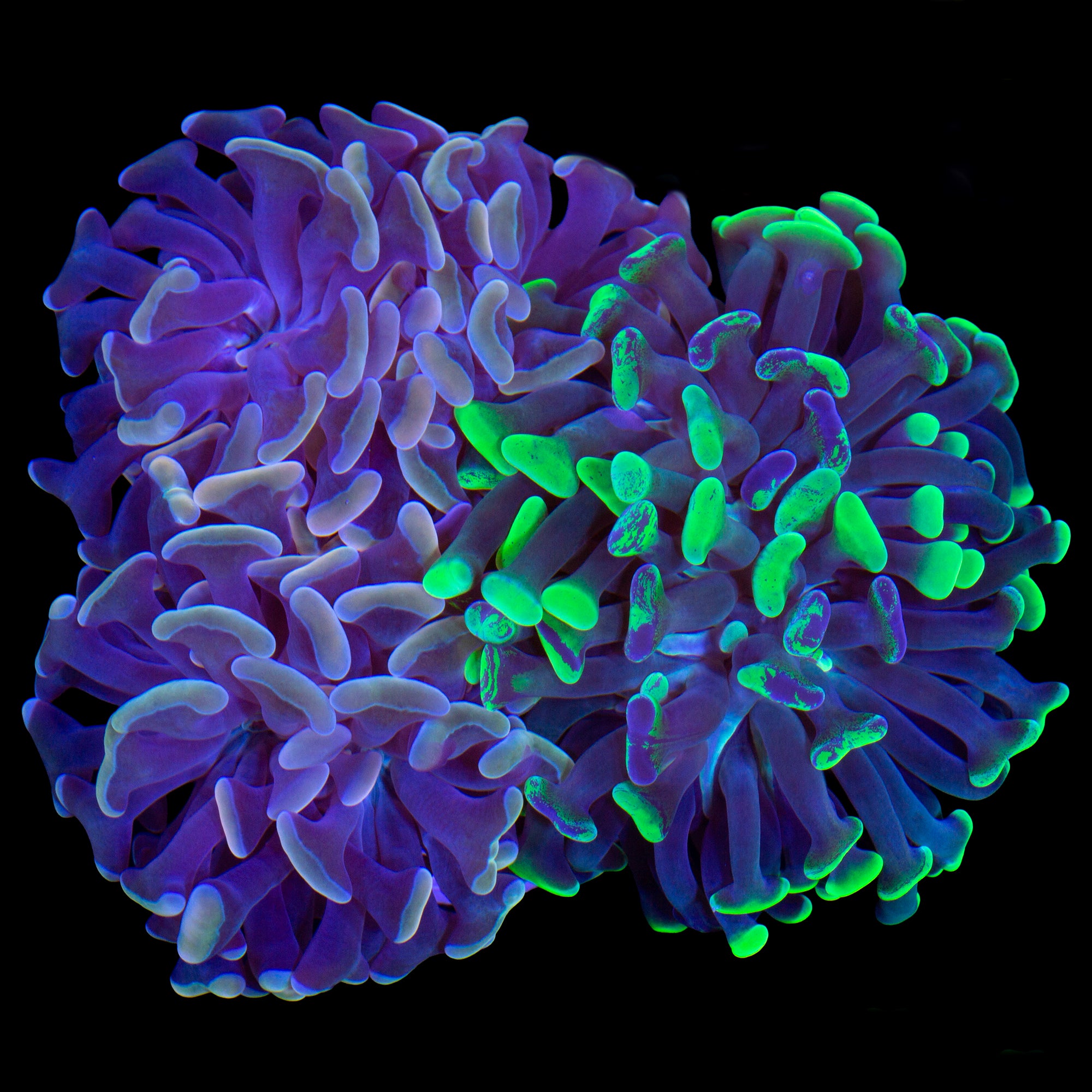 Yellow & Marbled Branching Hammer Coral Combo Colony