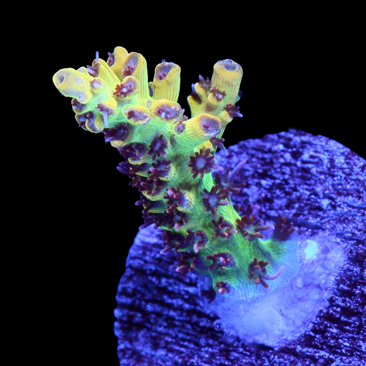 Tyree Pink Lemonade Acropora Coral - 800 Grown