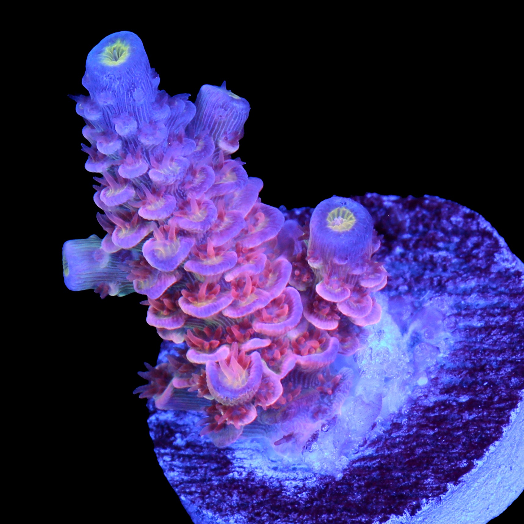 Superbird Acropora Coral - 800 Grown