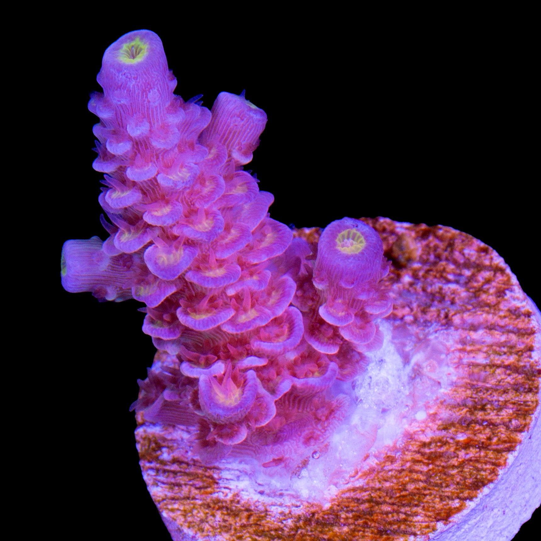 Superbird Acropora Coral - 800 Grown